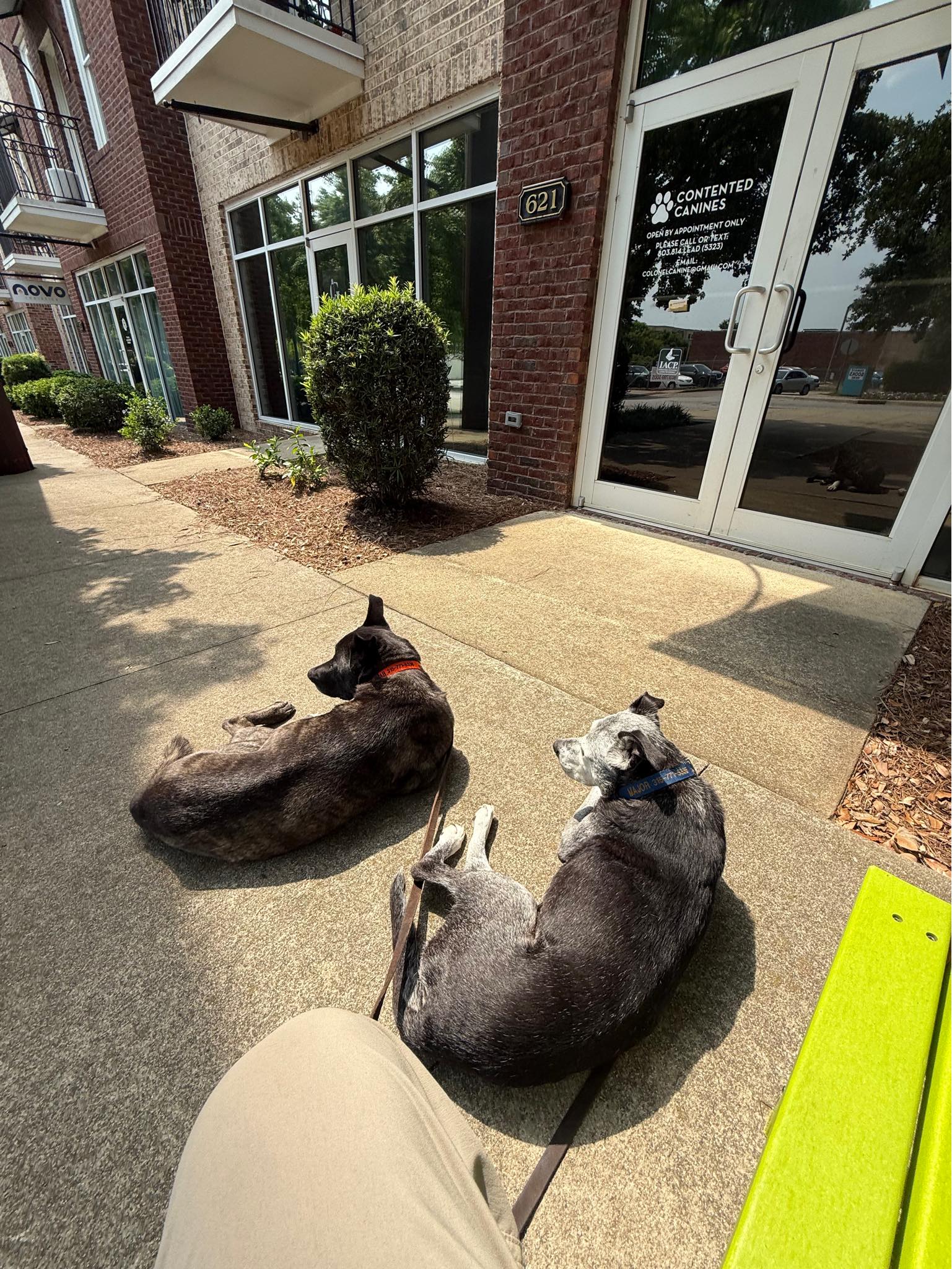 Contented Canines Columbia