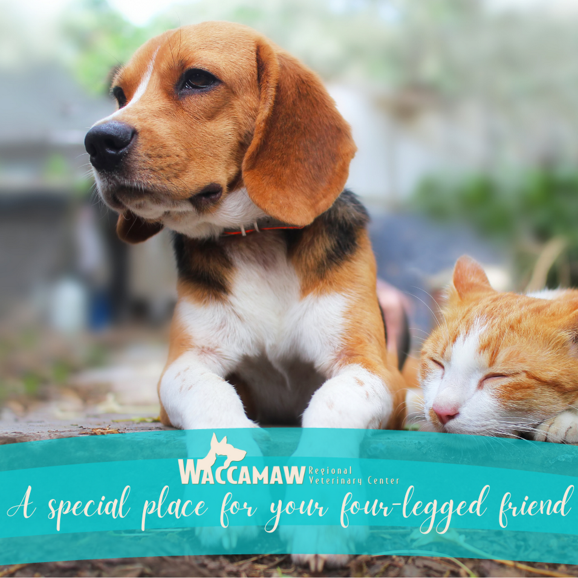 Waccamaw Regional Veterinary Center Conway