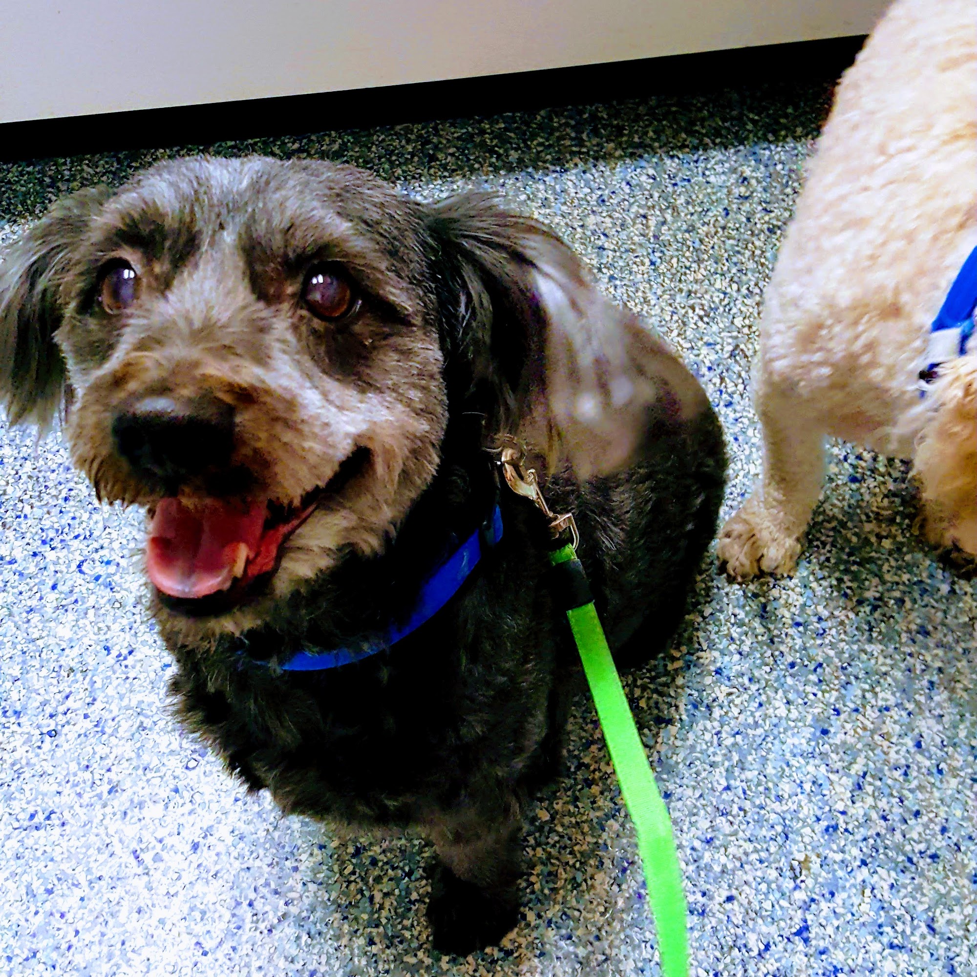 Advance Veterinary Care Conway