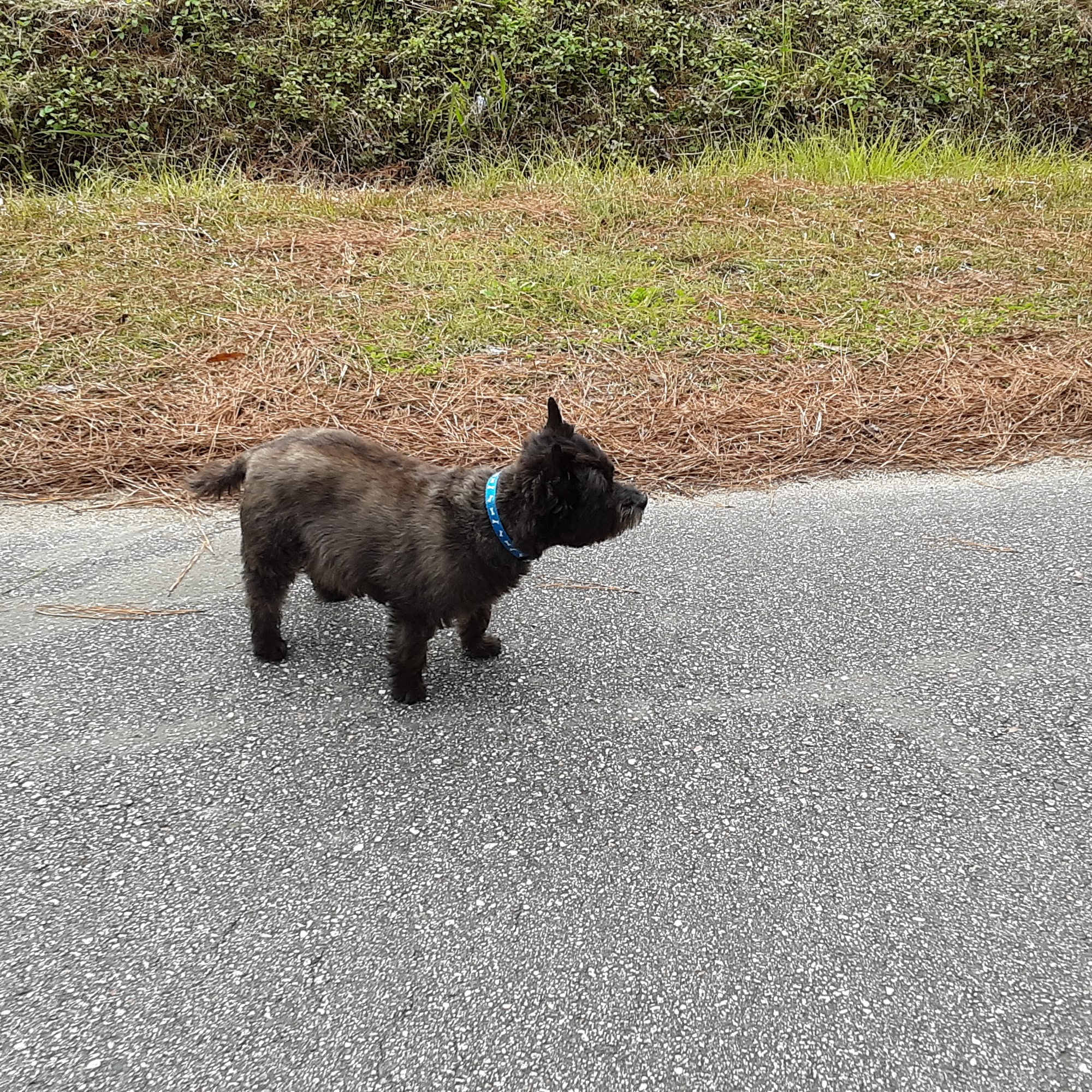 The Pet Spa Of Myrtle Beach Conway