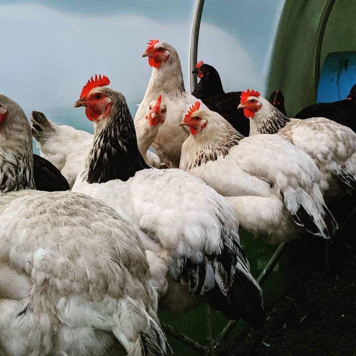 William H Durant Chicken Farm