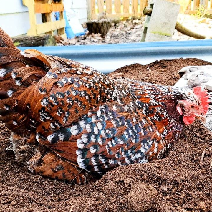 William H Durant Chicken Farm