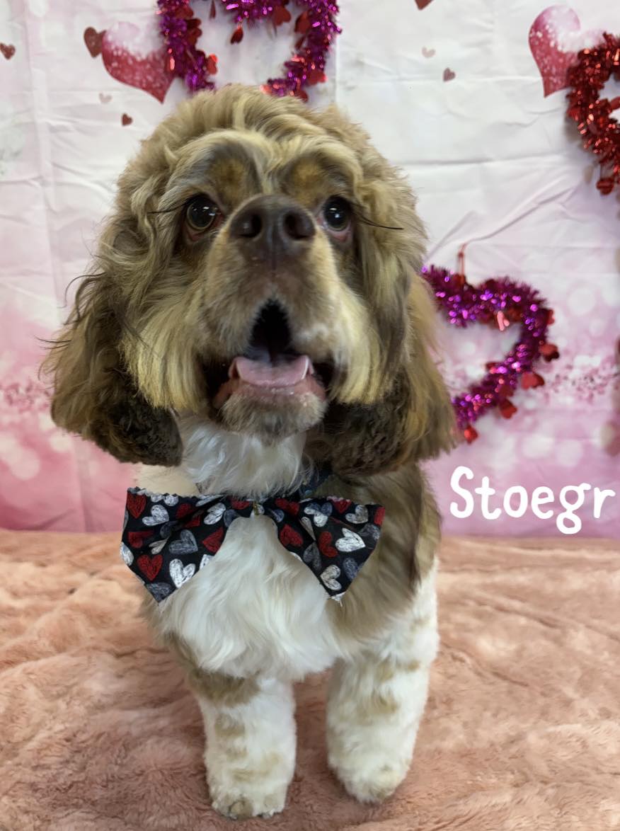 The Cottage Grooming & daycare LLC Conway