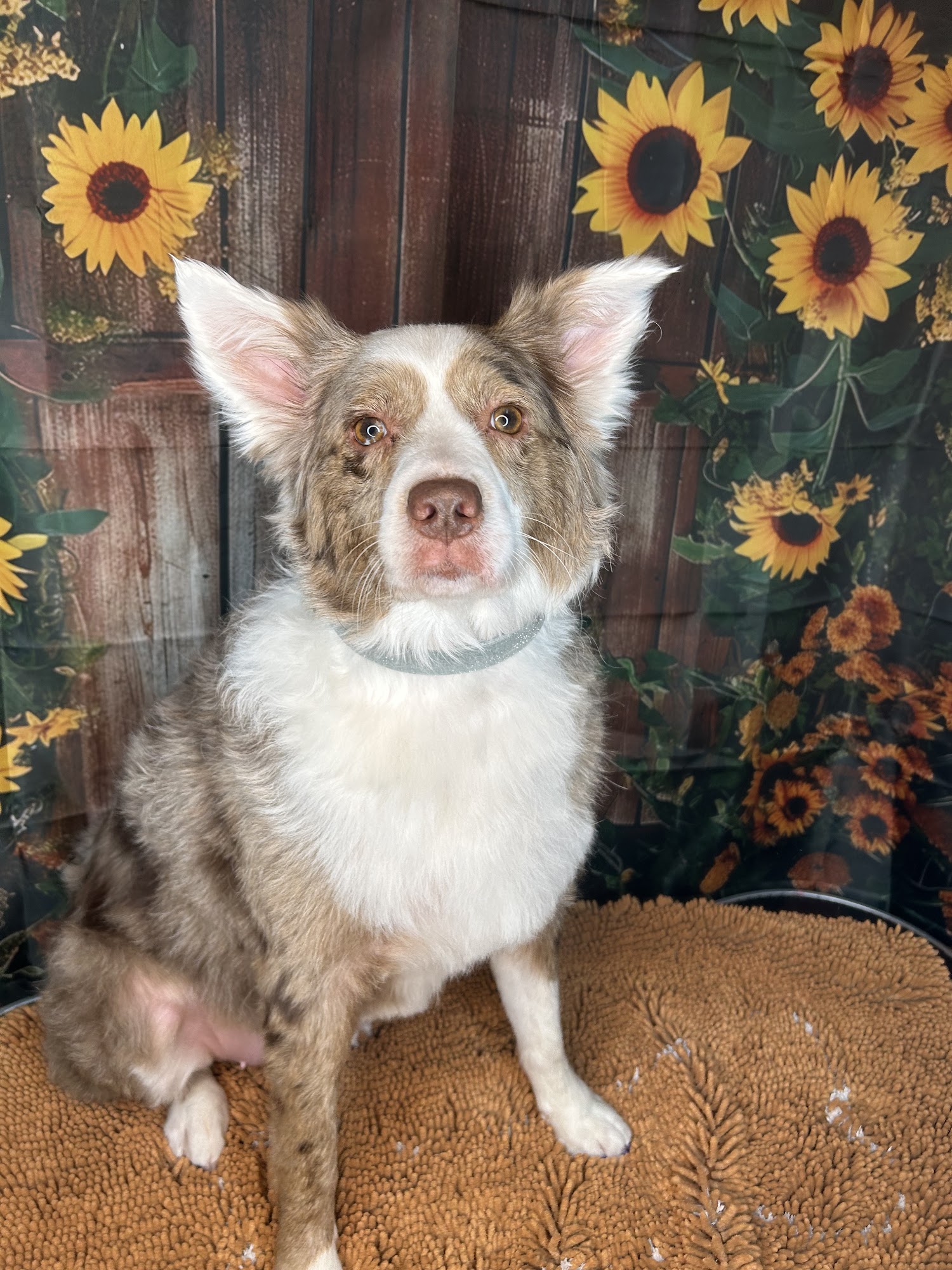 The Cottage Grooming & daycare LLC Conway