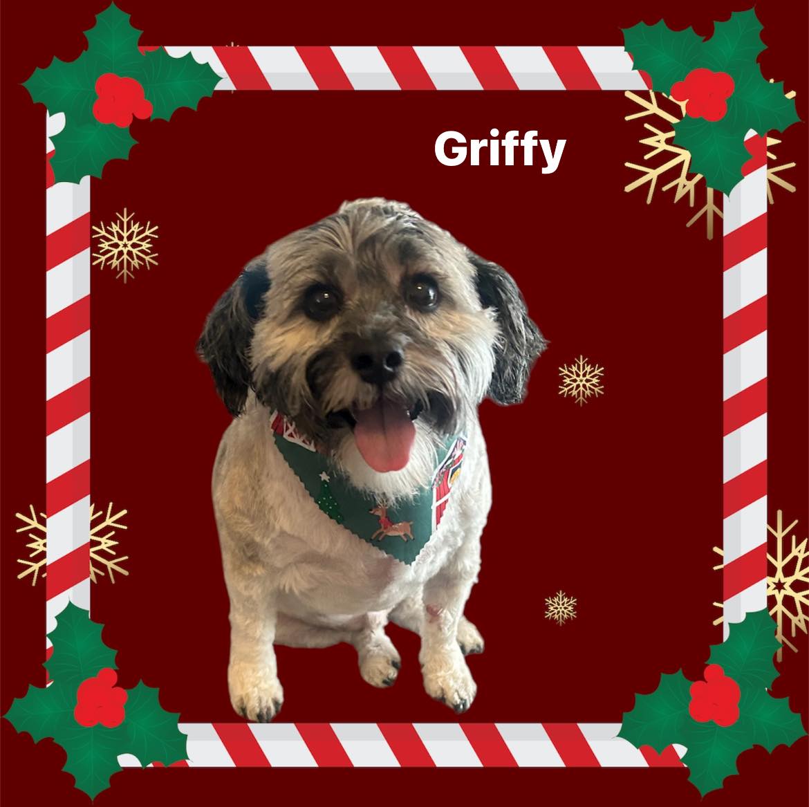 Pretty Paws Pet Spa Conway