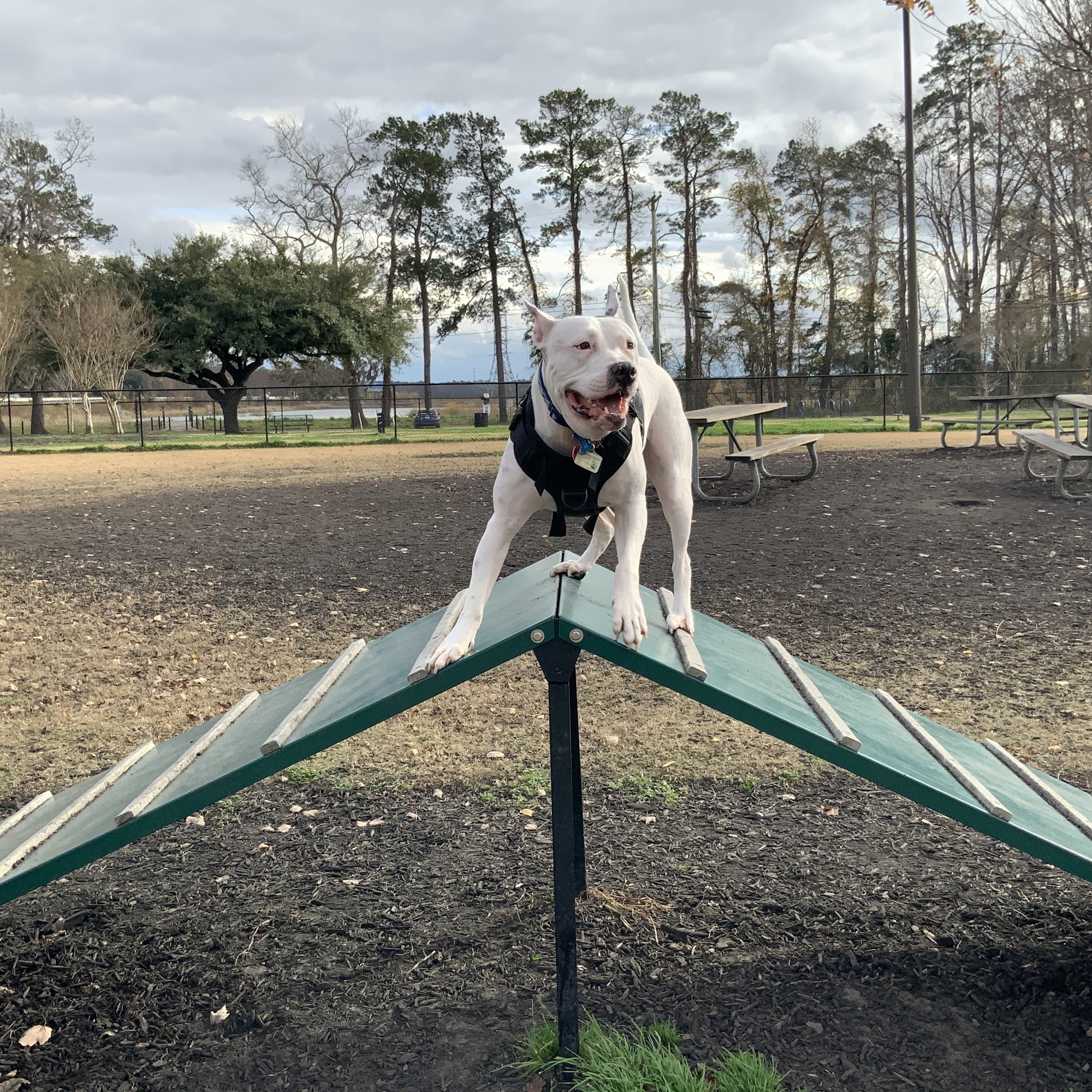 Conway Dog Park Conway