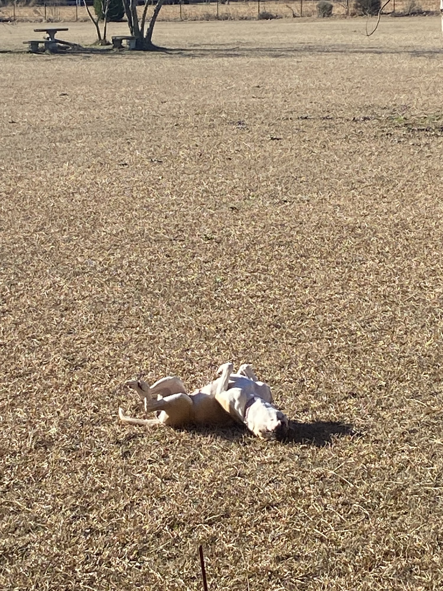 Horry County Animal Care Center Conway