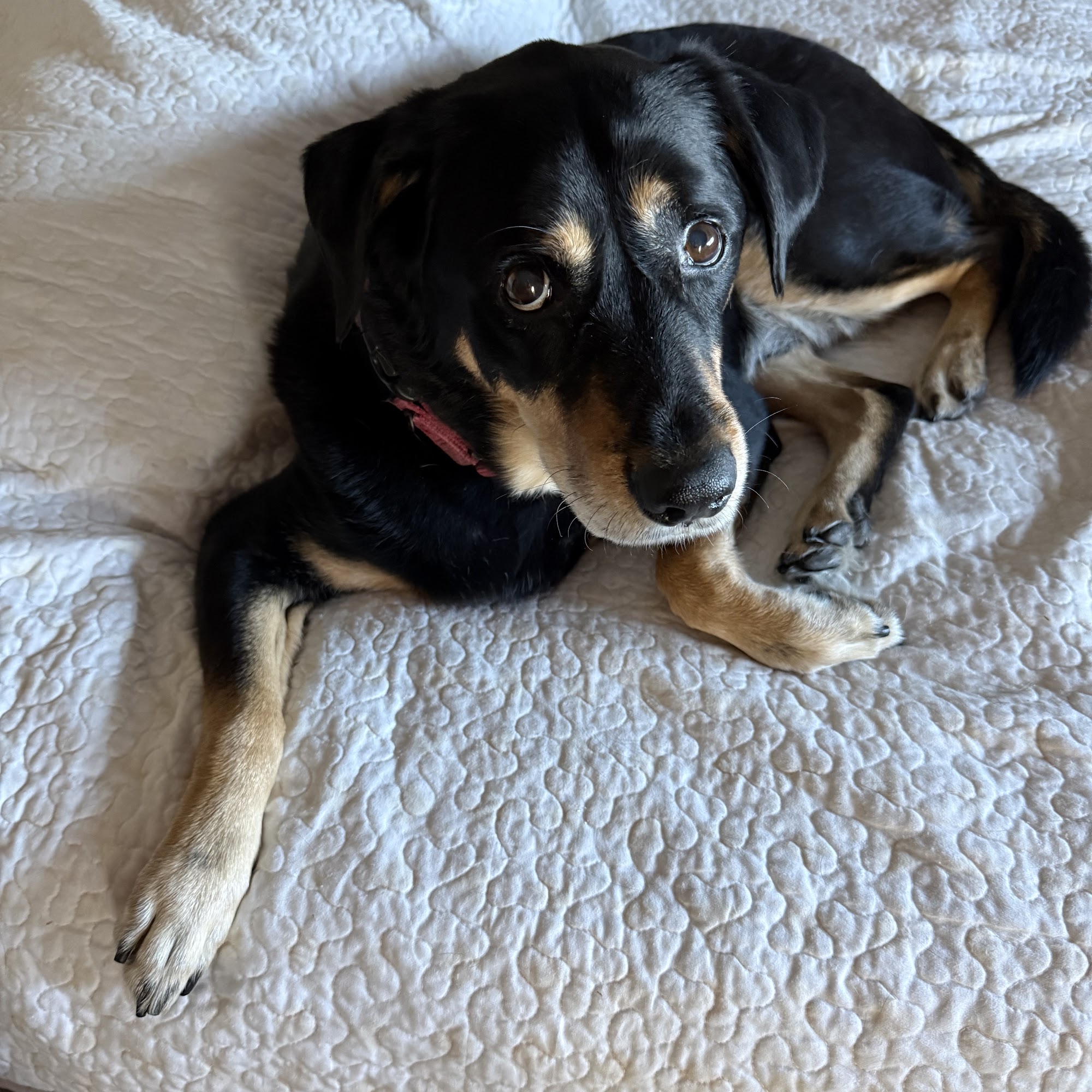 Meadowlawn Animal Services Conway