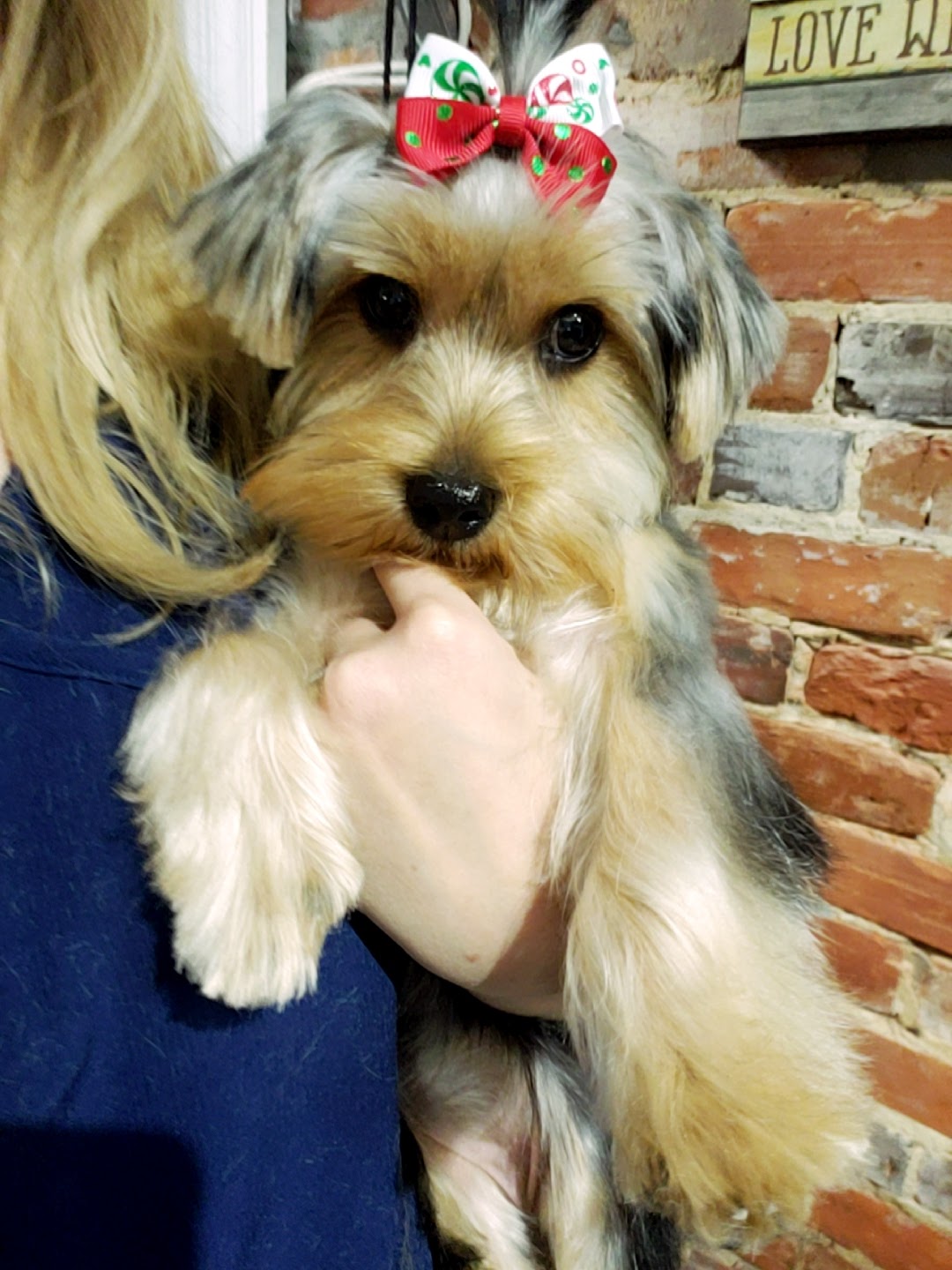 RiverPaws Pet Spa LLC Conway