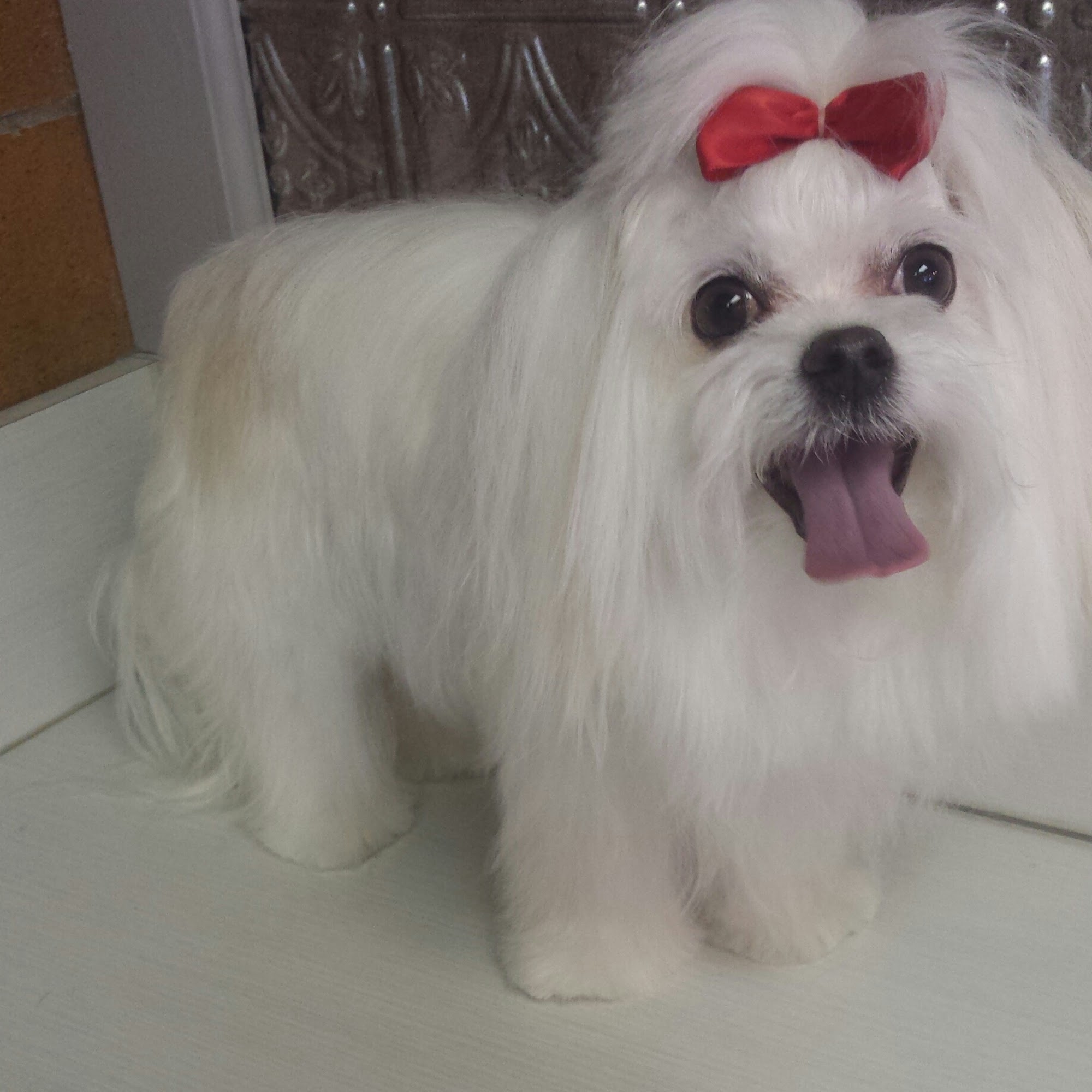 RiverPaws Pet Spa LLC Conway