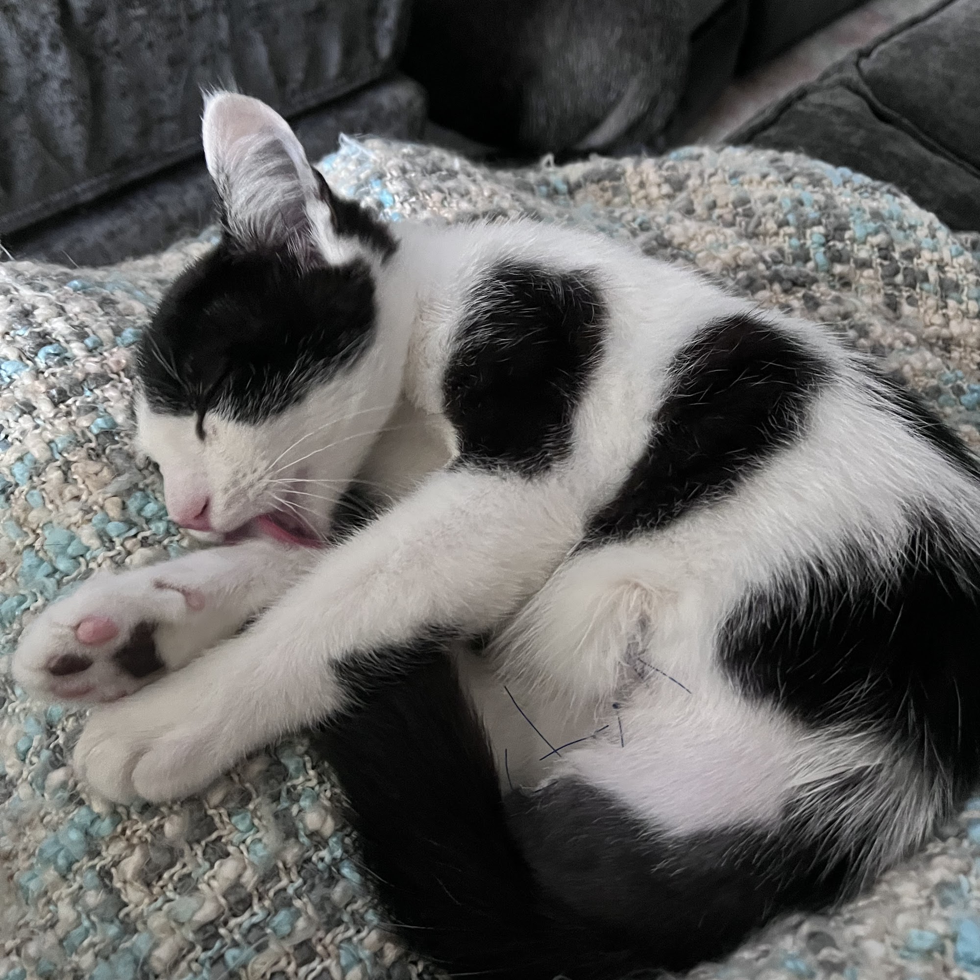 Dillon Animal Hospital Dillon