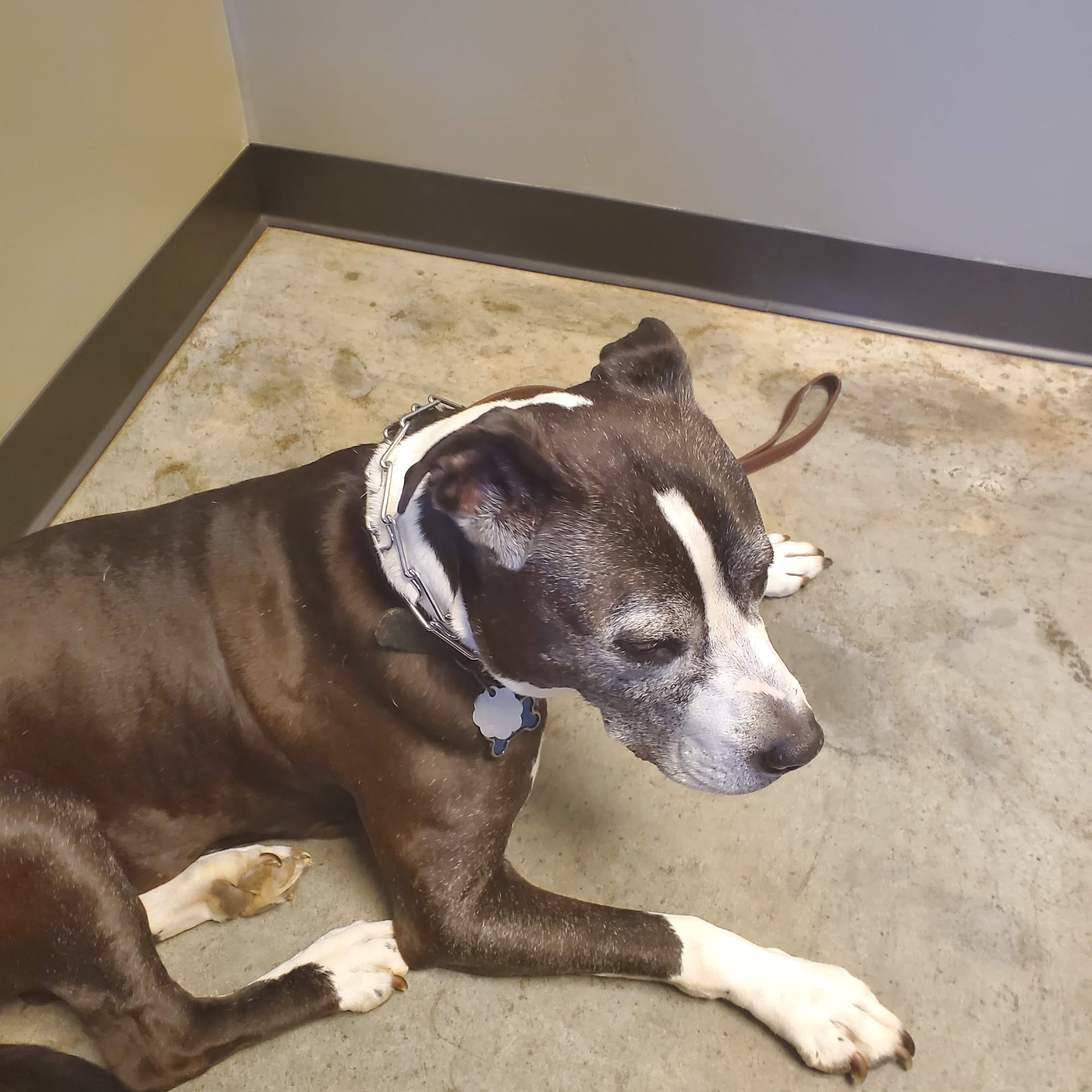 HealthPointe Veterinary Clinic Duncan