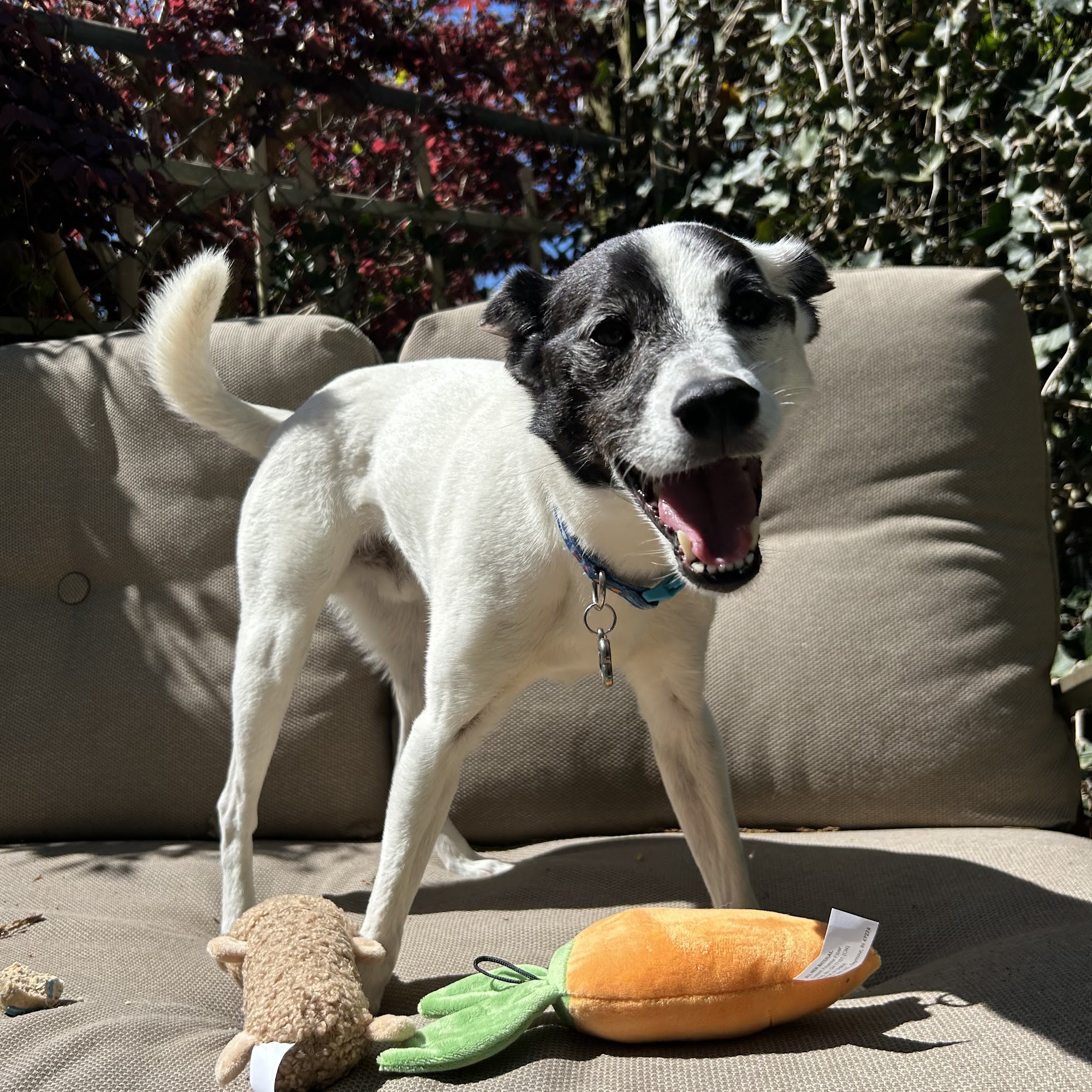 Sundowner Kennels Duncan