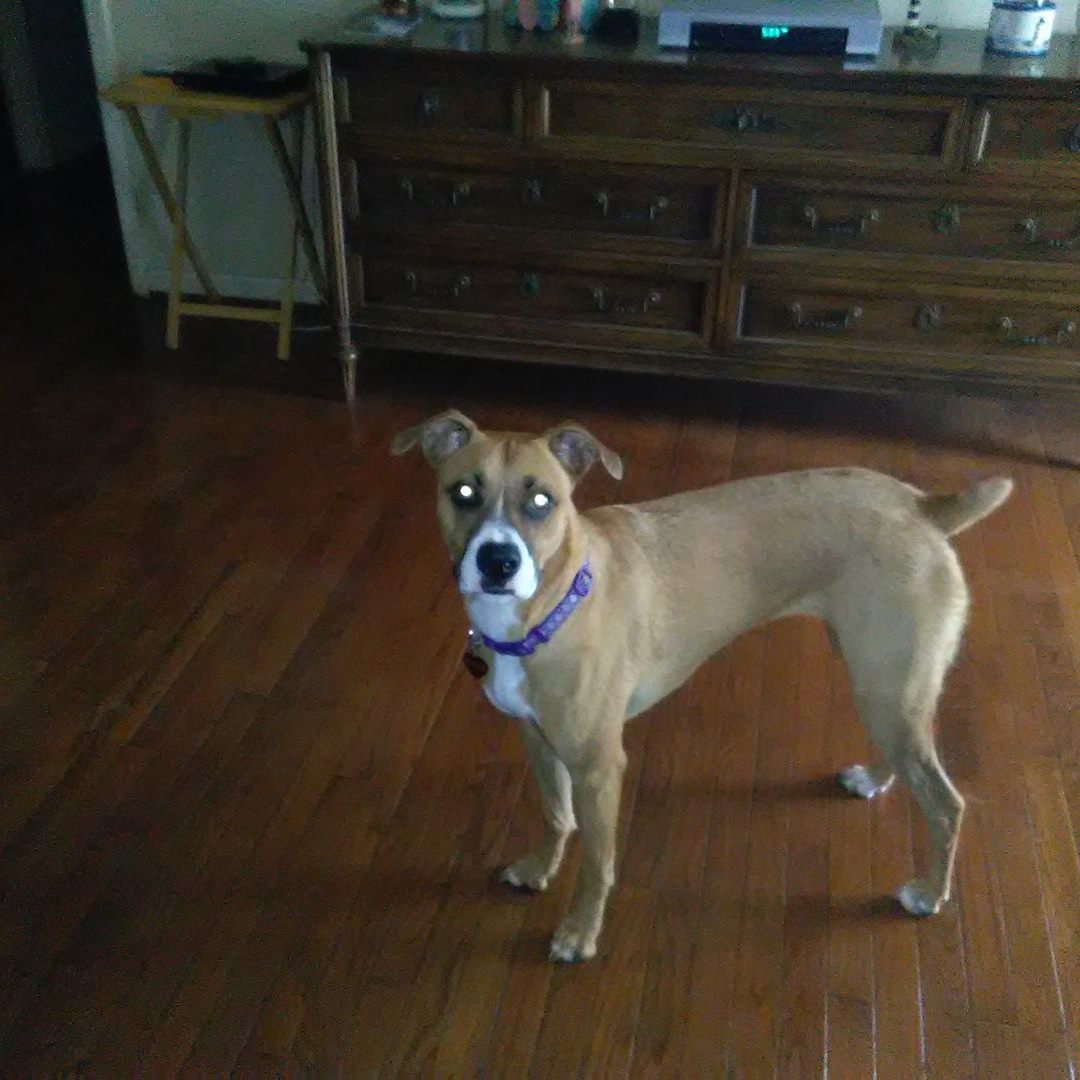 Paw Prints Animal Hospital Easley