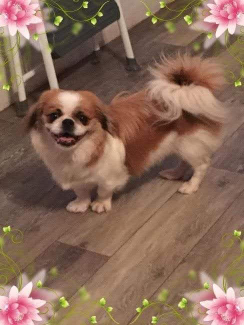 Easley Animal Hospital Easley