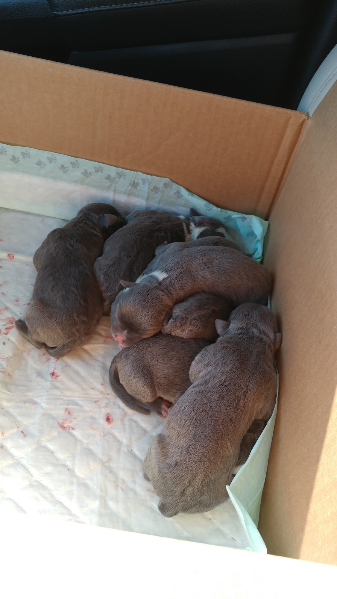 Outlaw Veterinary Clinic Easley