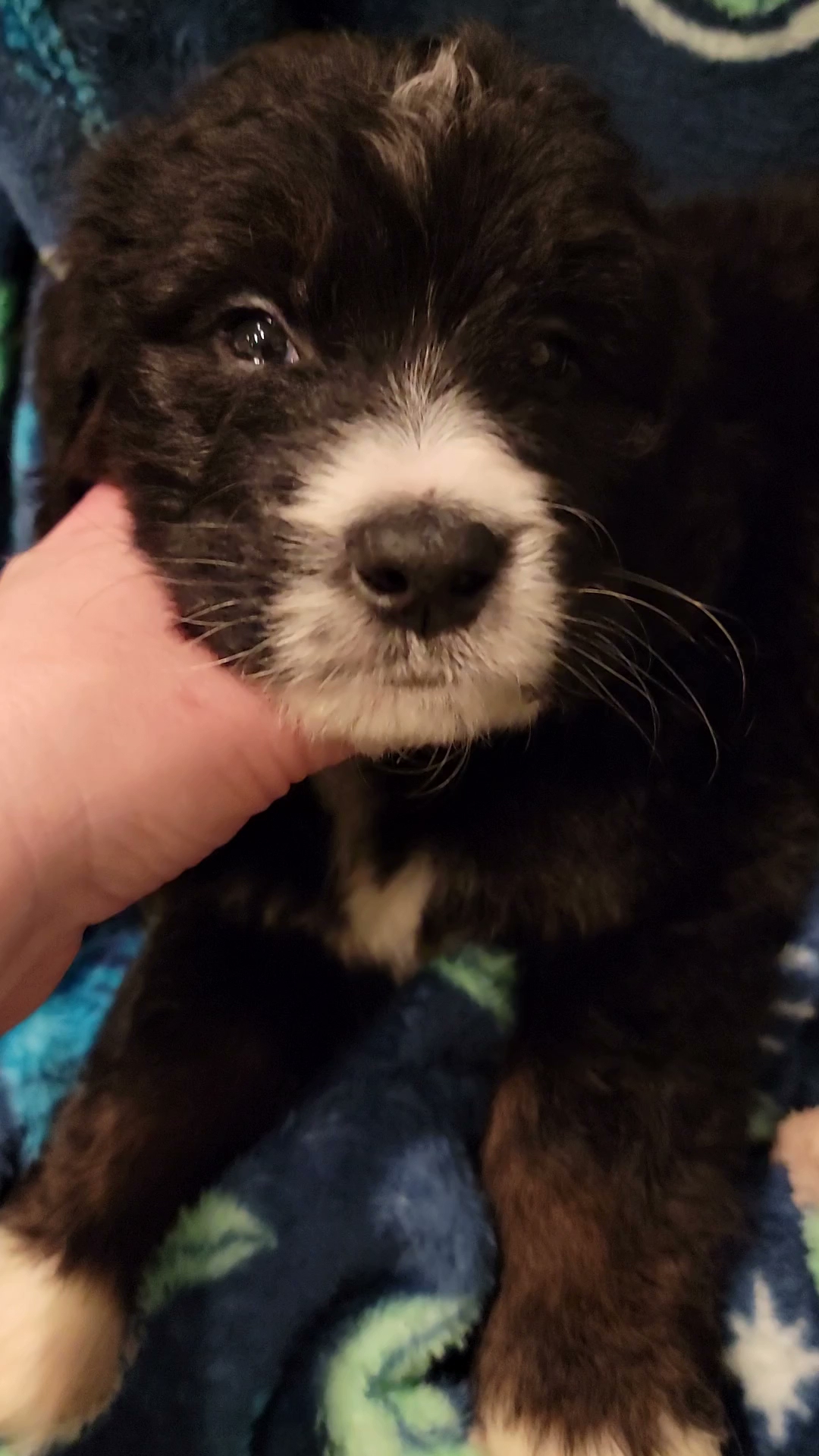 Big Baby Berners and Bernedoodles Easley