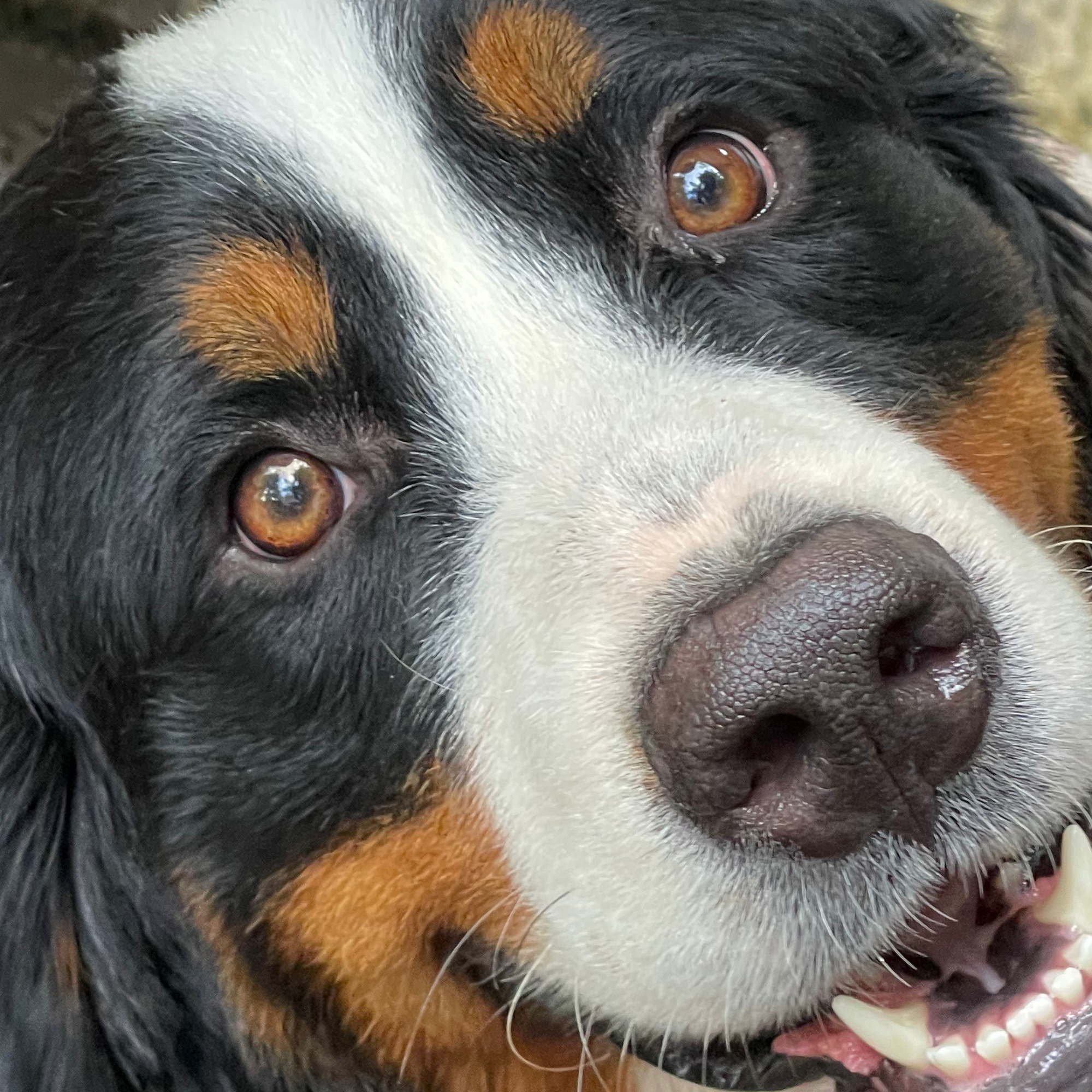 Big Baby Berners and Bernedoodles Easley
