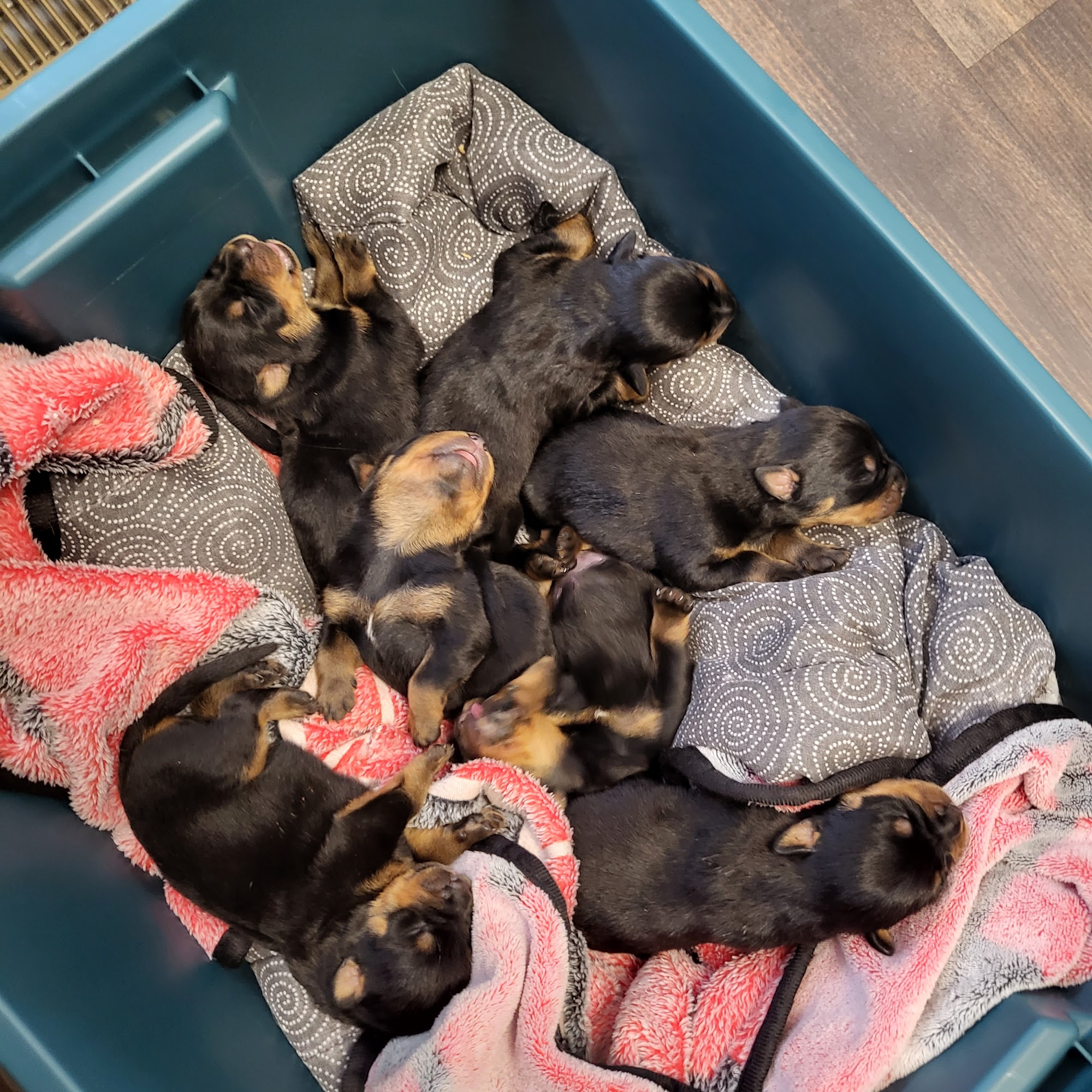 Edgefield Veterinary Clinic Edgefield