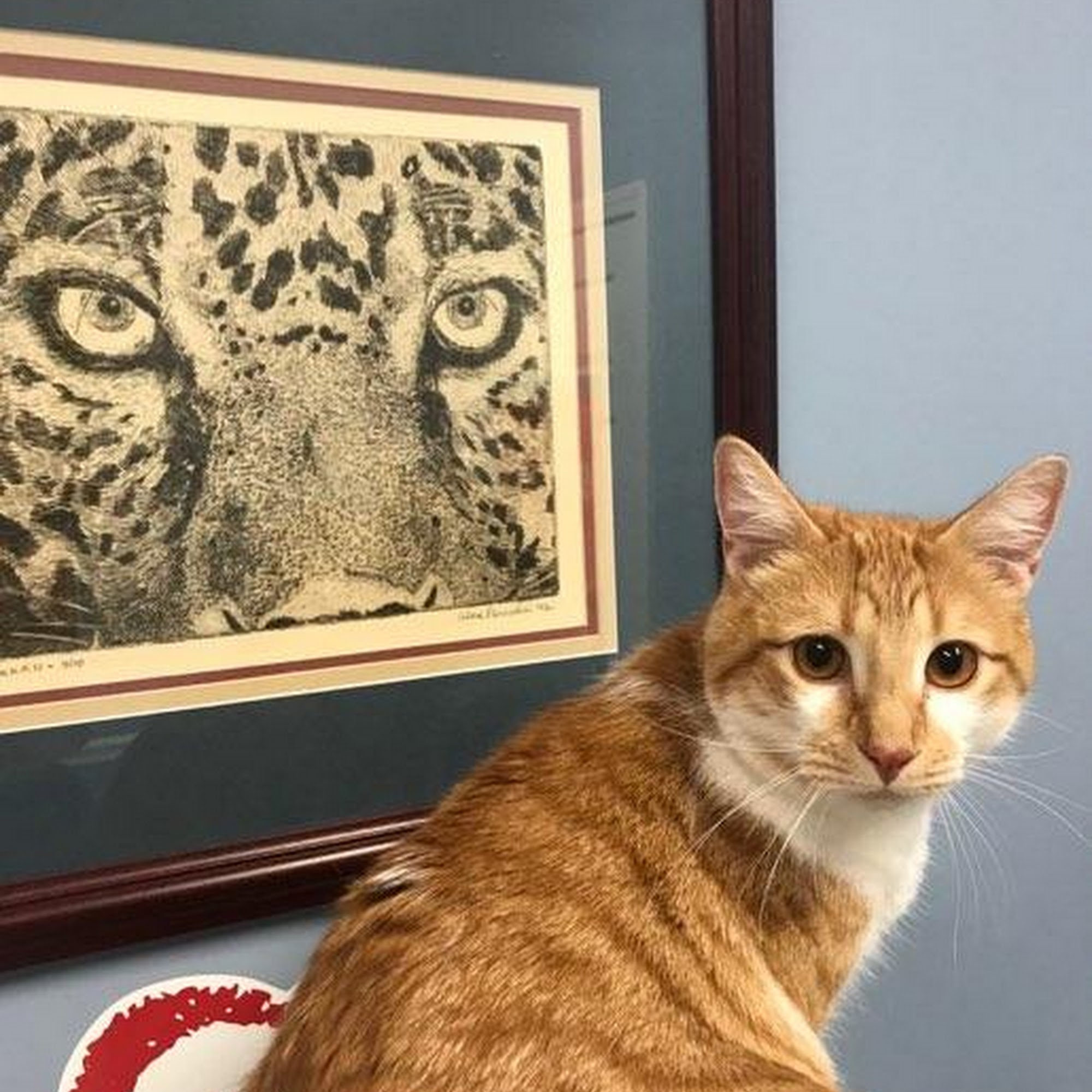 Spears Creek Veterinary Clinic Elgin