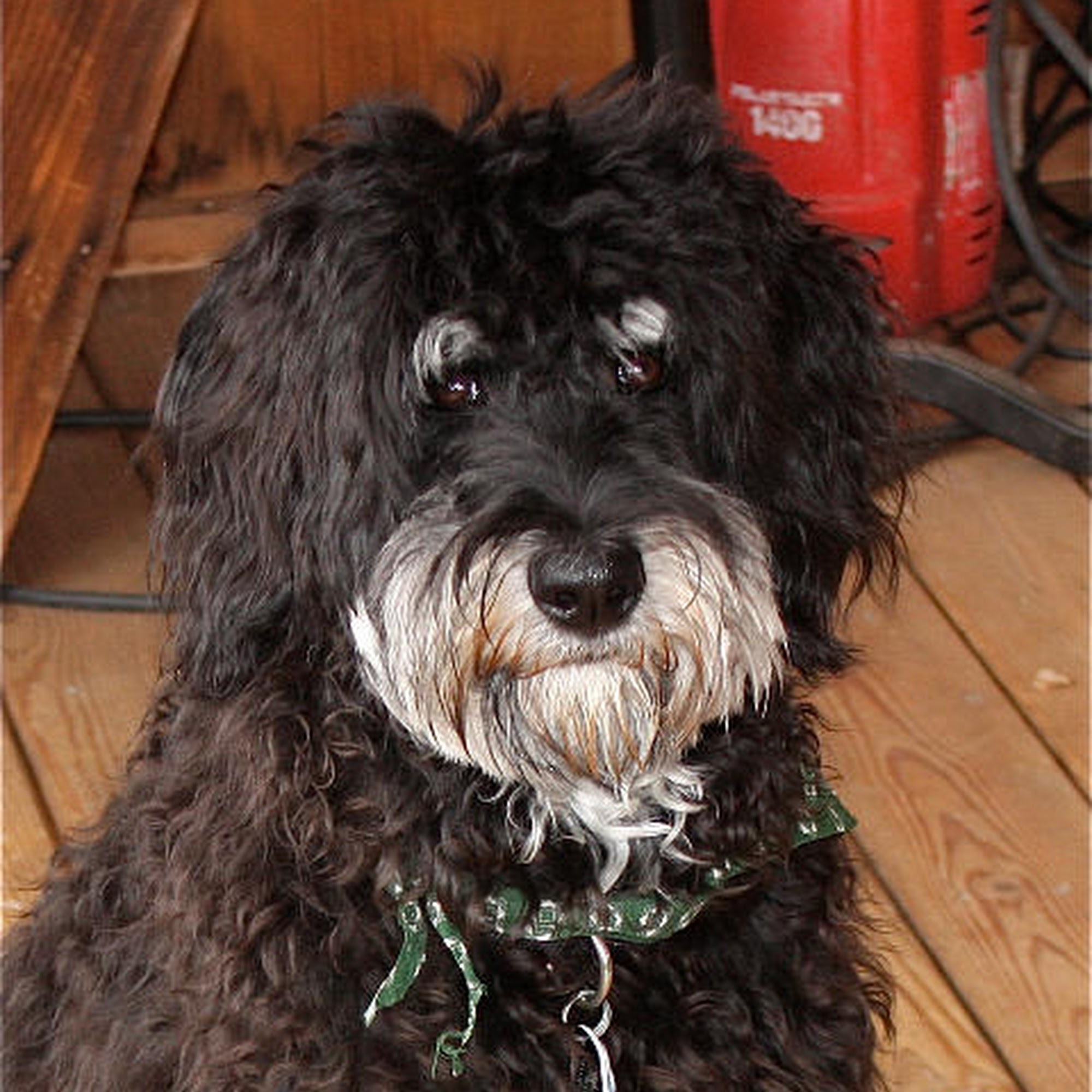 Shannon's Shamrock Kennels Elgin