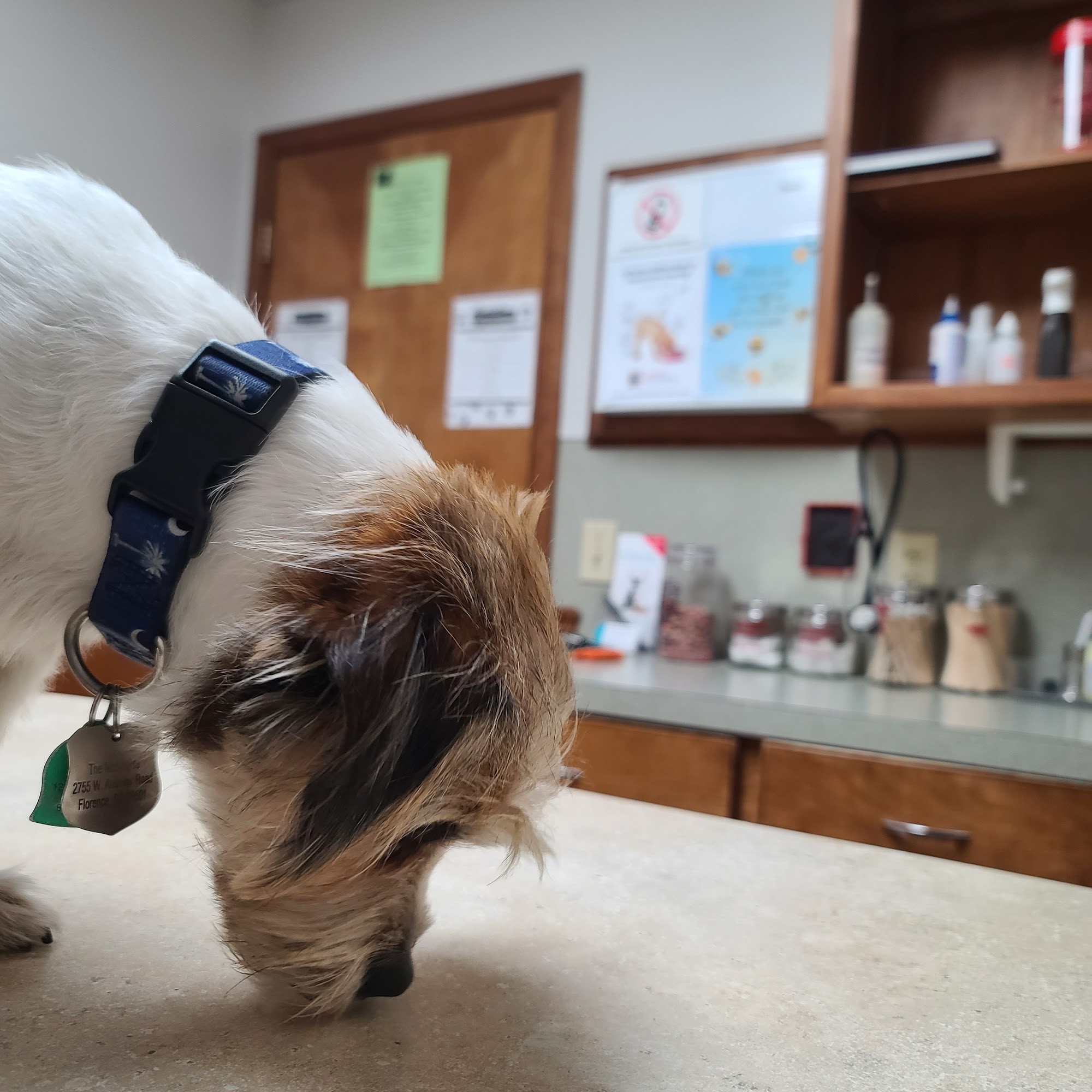 Westside Veterinary Clinic Florence