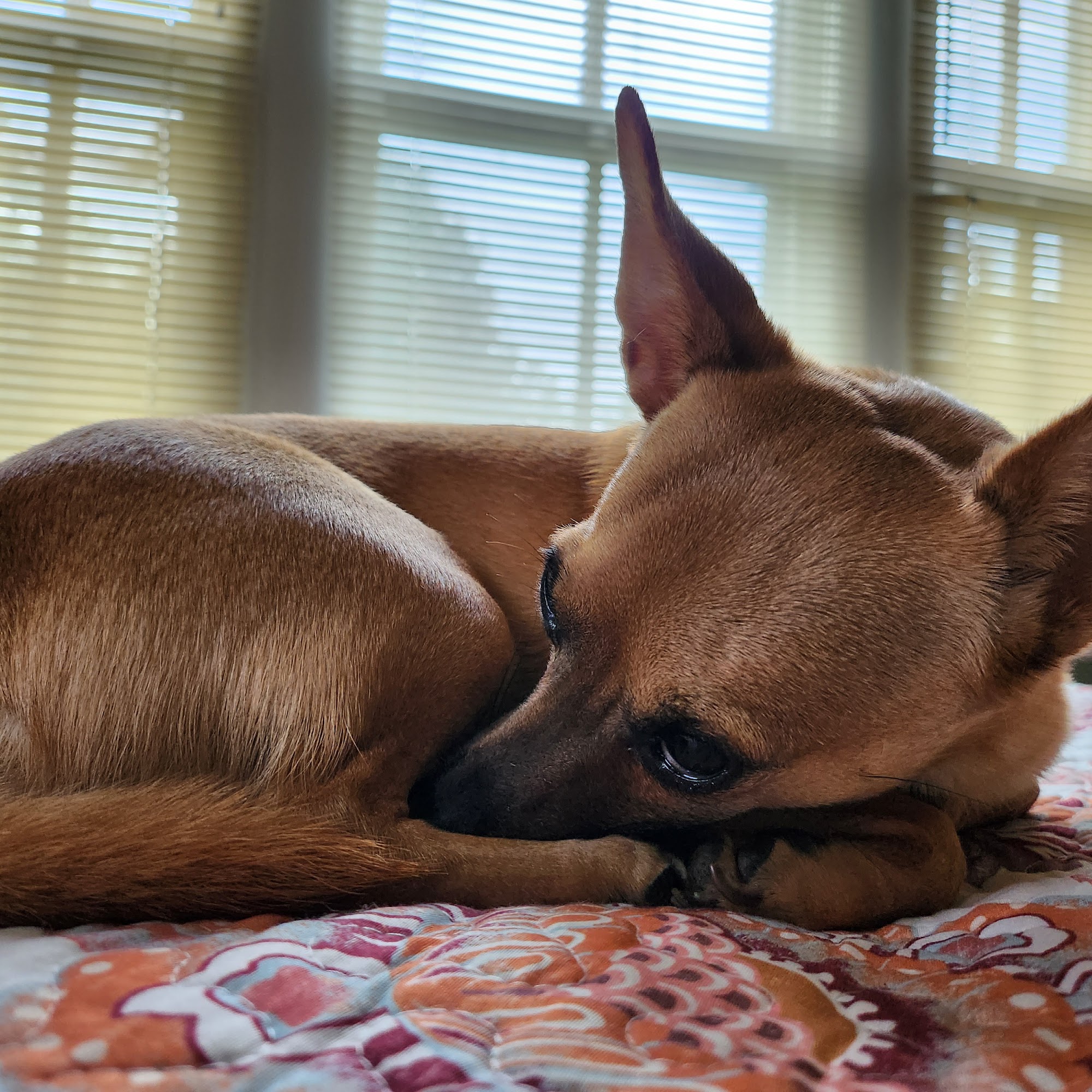 Palmetto Animal Hospital: Dr. Lee Burnett, DVM Florence