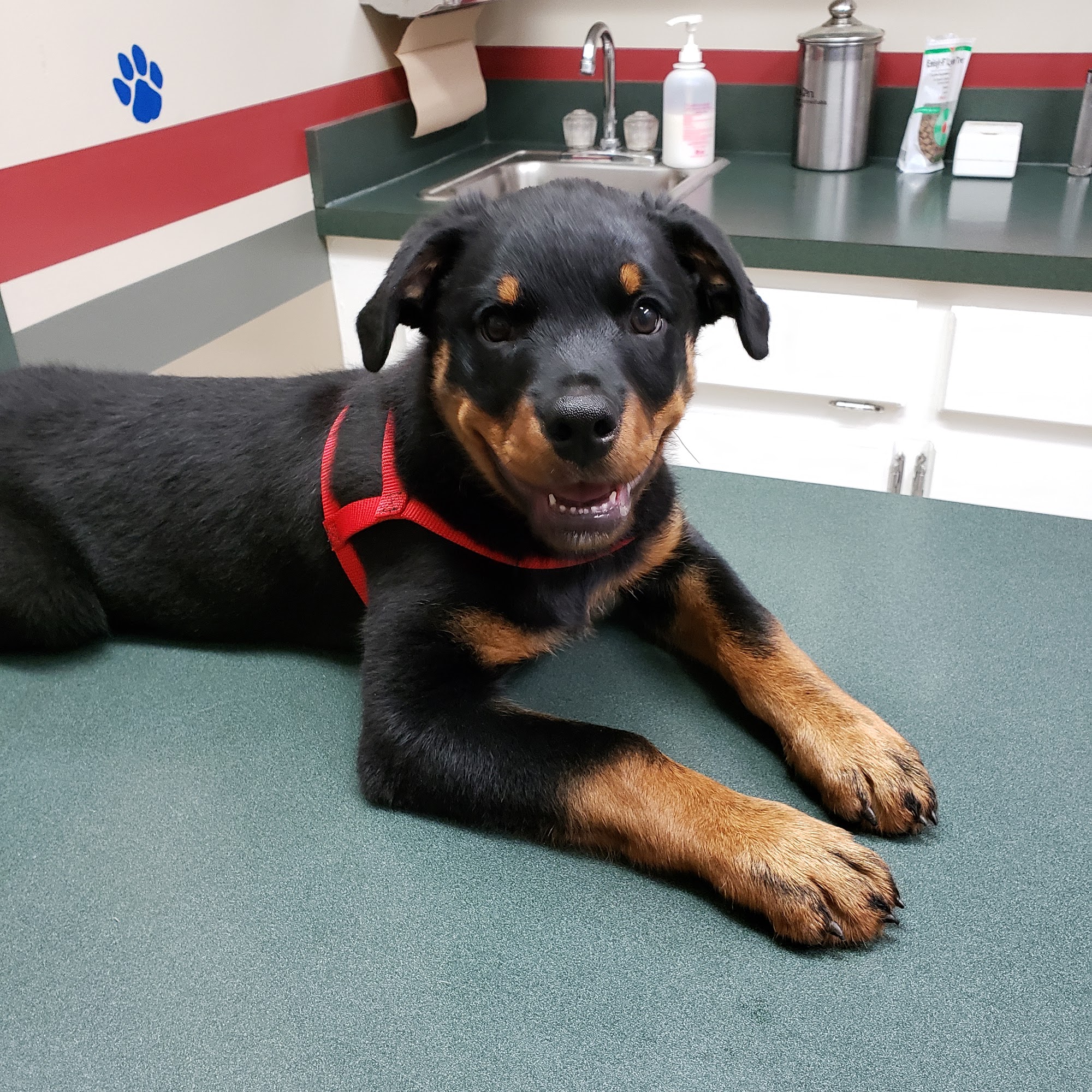 Companion Veterinary Care Center Florence