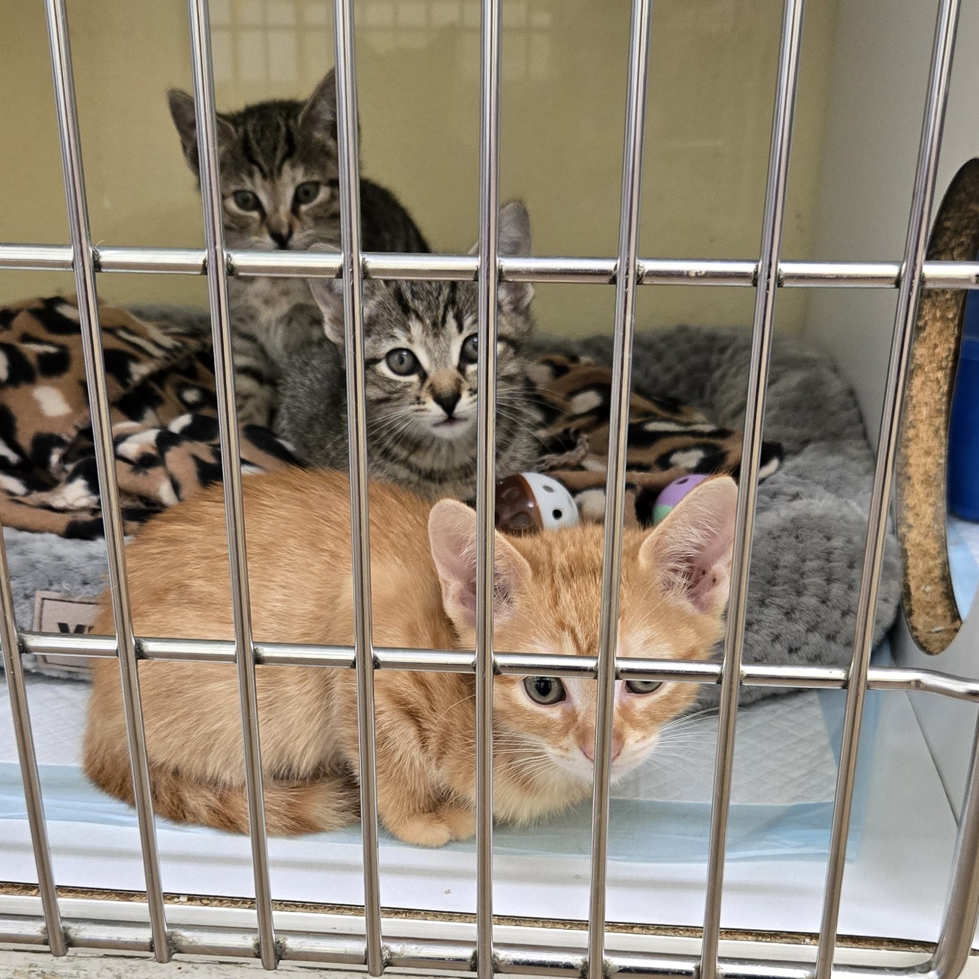 Florence Area Humane Society Florence