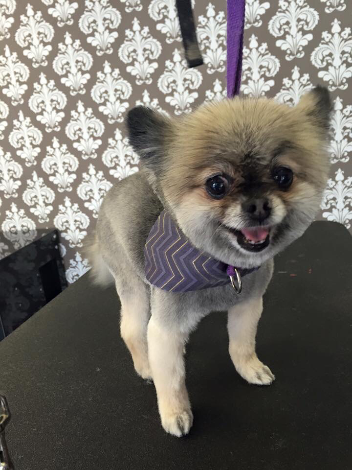 Bark Avenue -A Premier Grooming Salon Florence