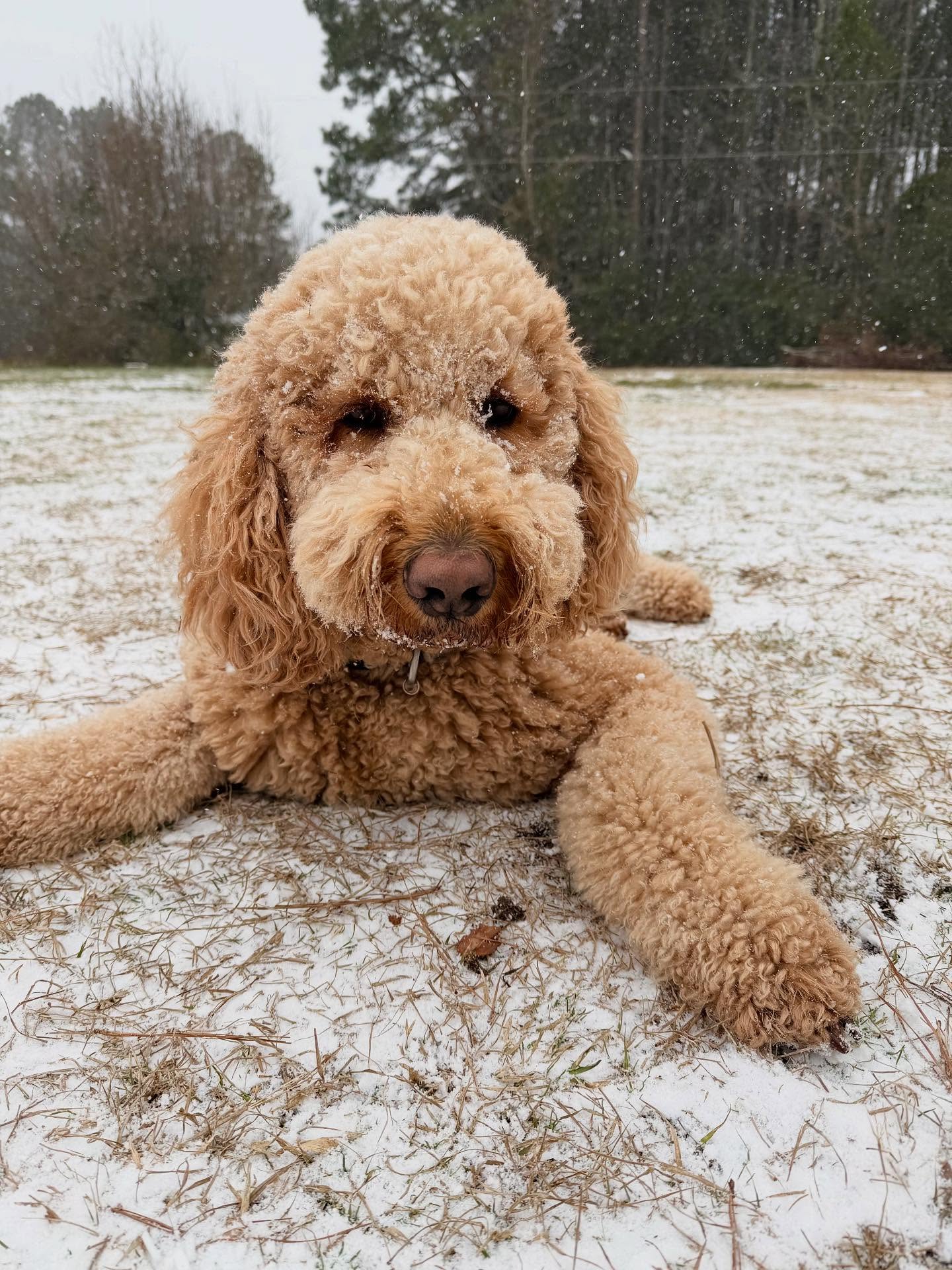 Bark Avenue -A Premier Grooming Salon Florence
