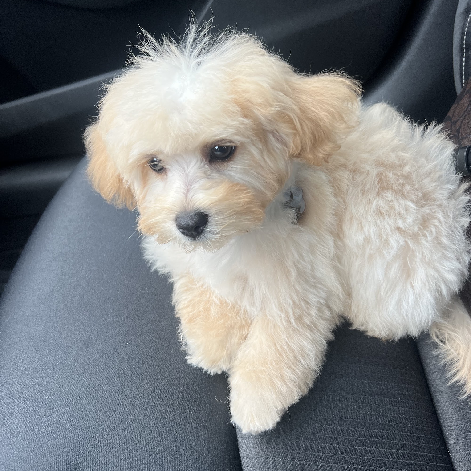 Bow-Wowz Pet Parlor Florence