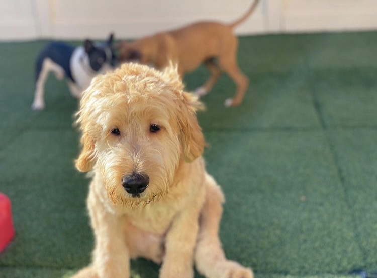 Camp Bow Wow Fort Mill