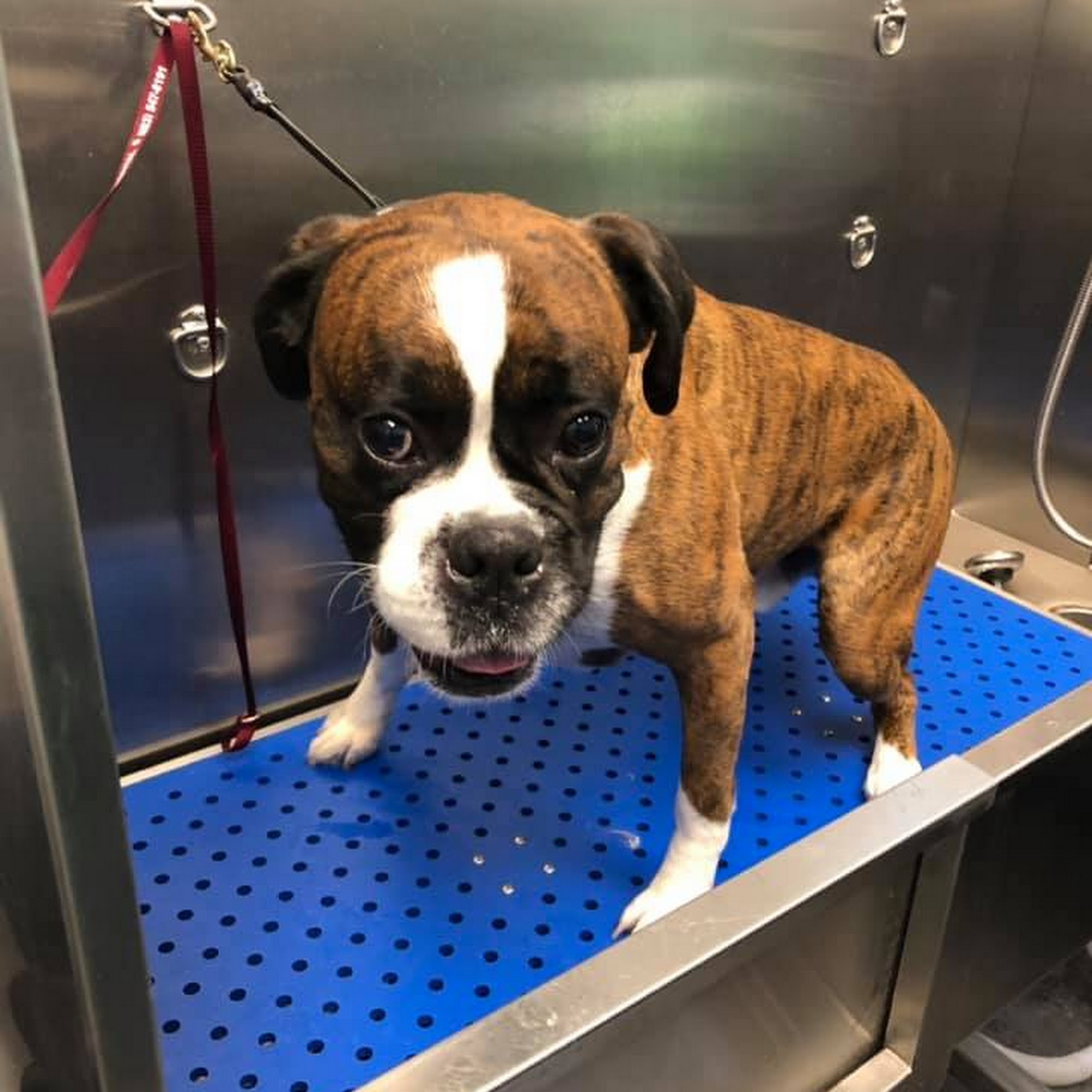 Palmetto Pet Hospital Fort Mill