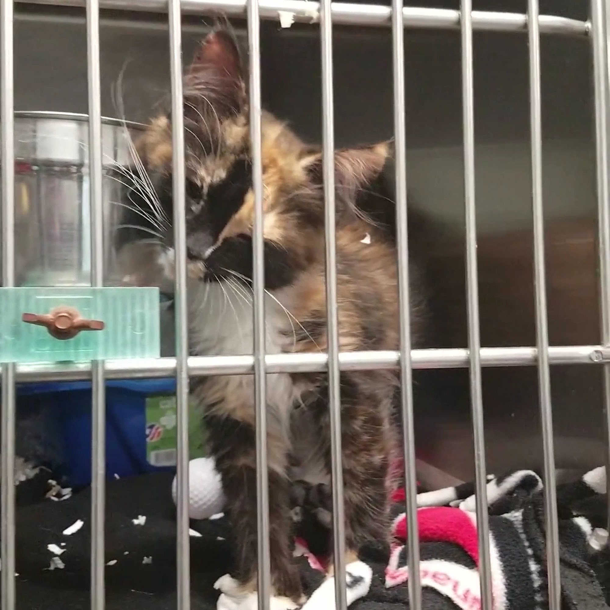 Humane Society of York County Fort Mill