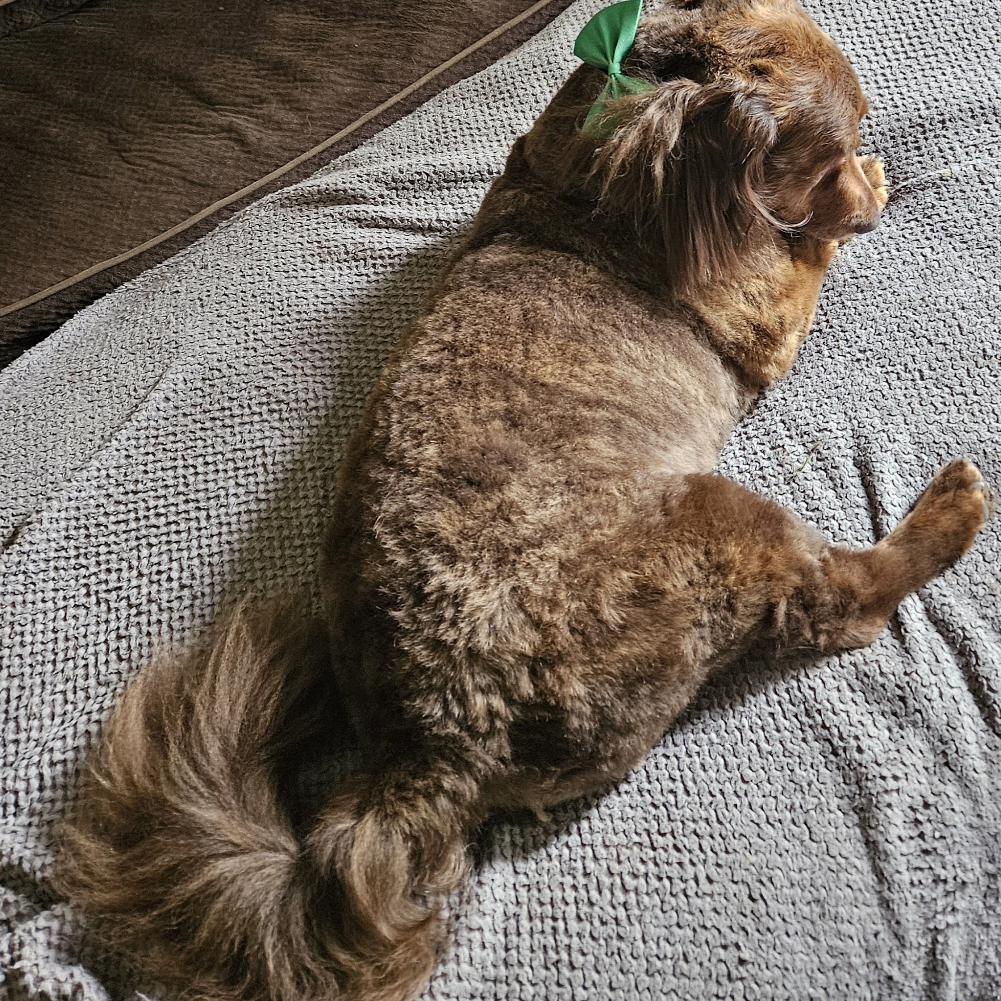 Lucky Puppy Pet Spa Fort Mill