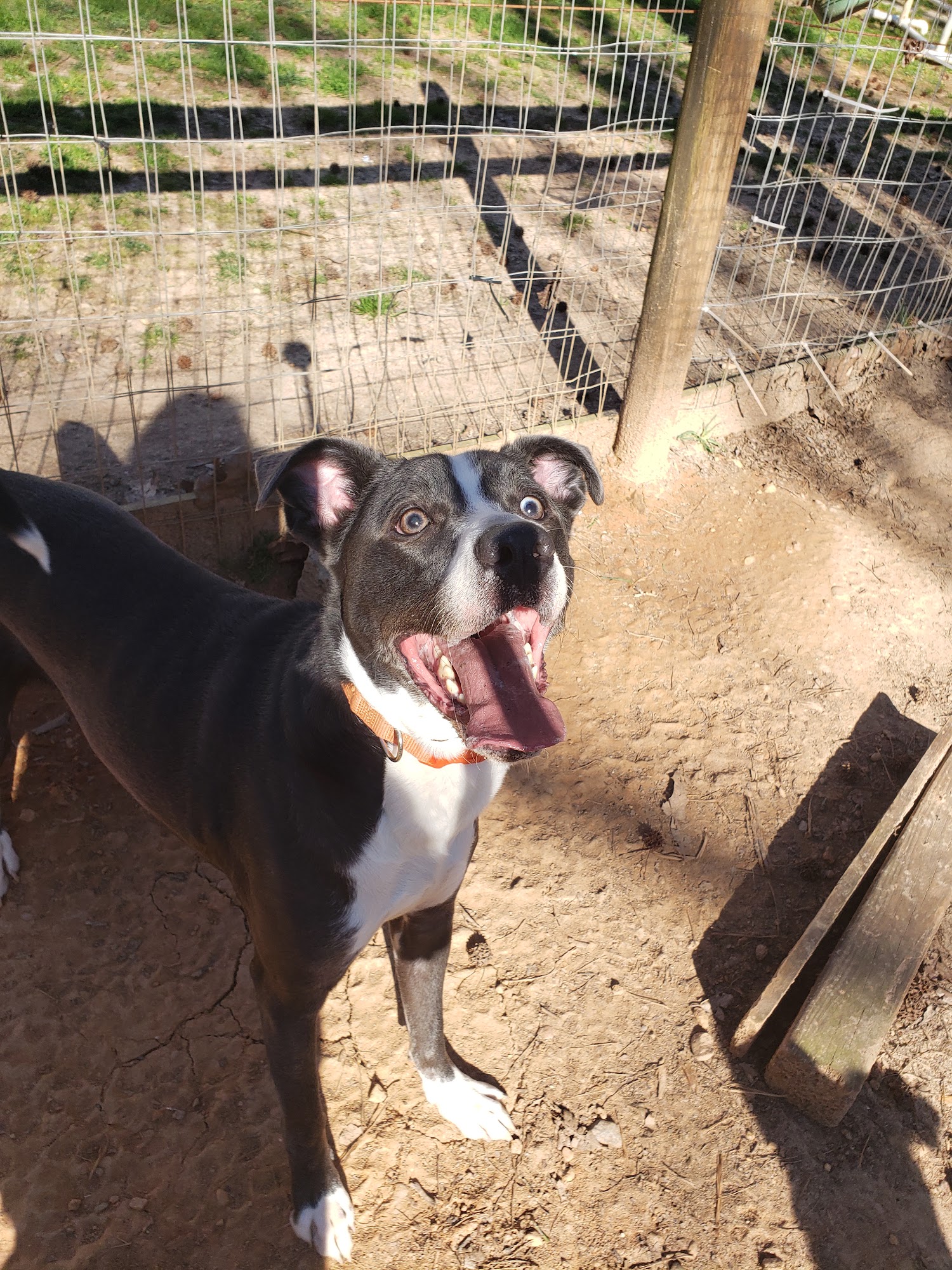 Re-Treat4Dogs Fort Mill