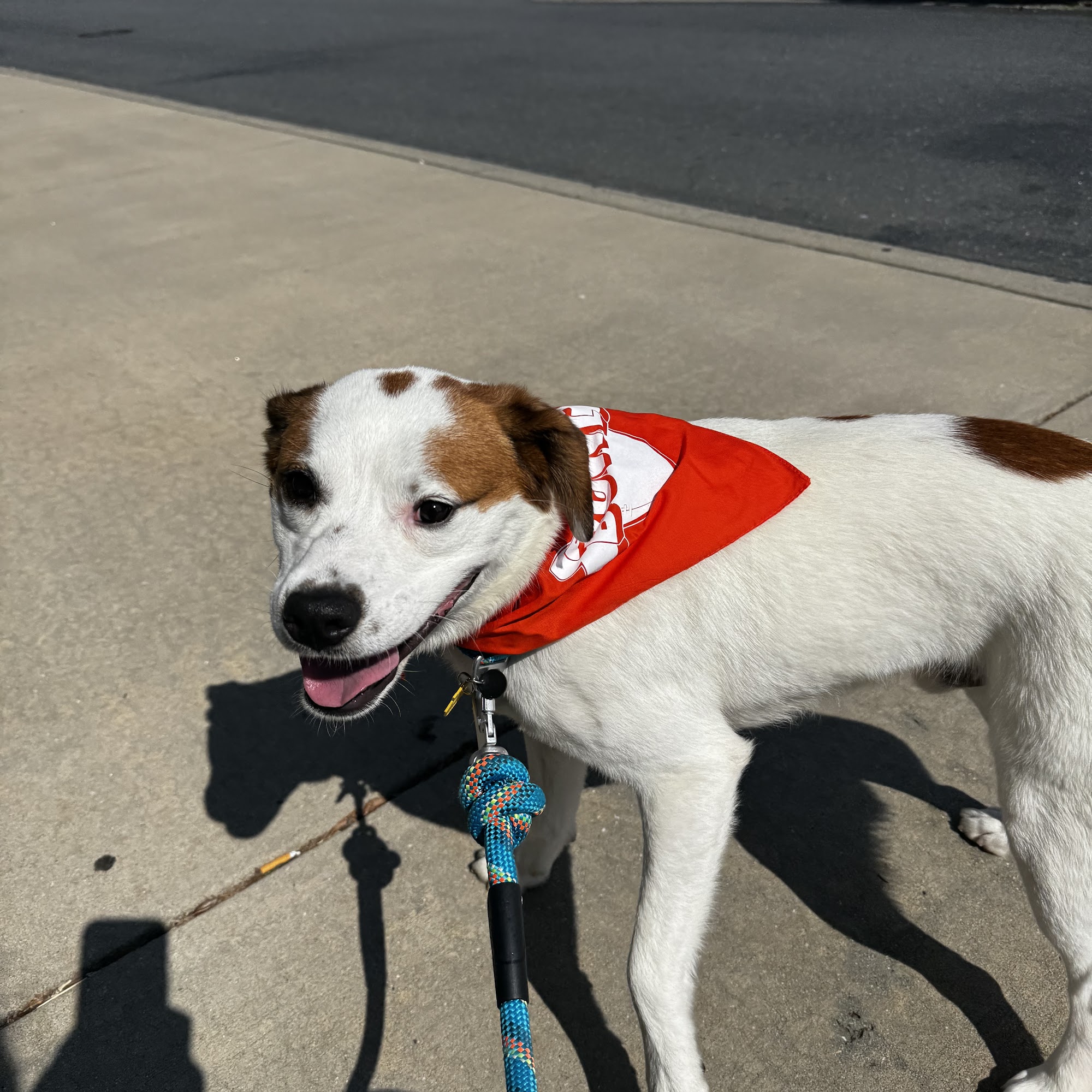 Dogtopia of Fort Mill Fort Mill