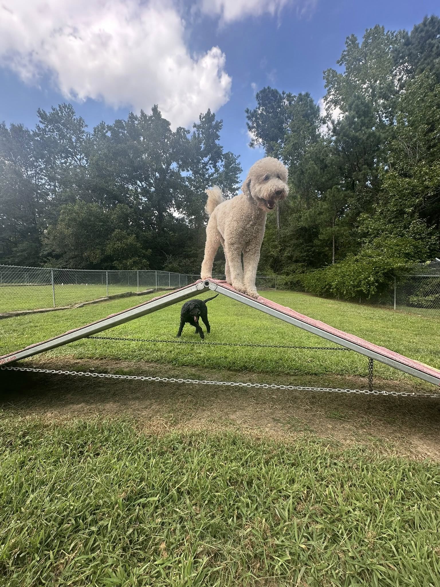 Dog Trainers Workshop and Boarding Fountain Inn