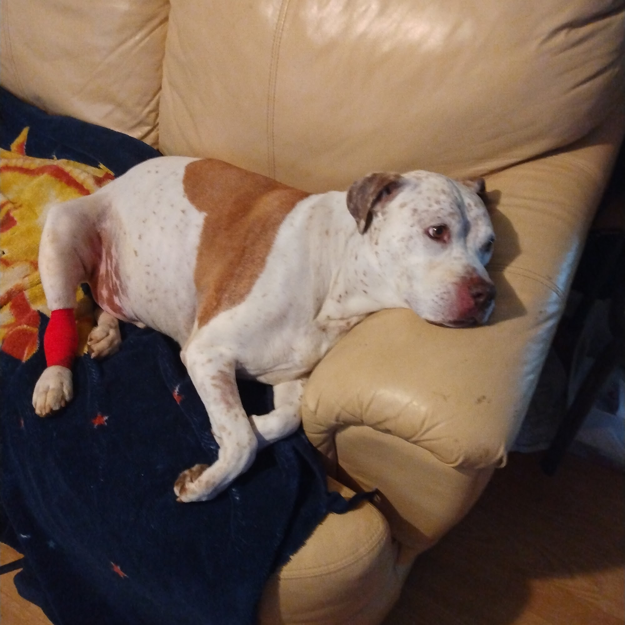 Piedmont Animal Hospital Gaffney