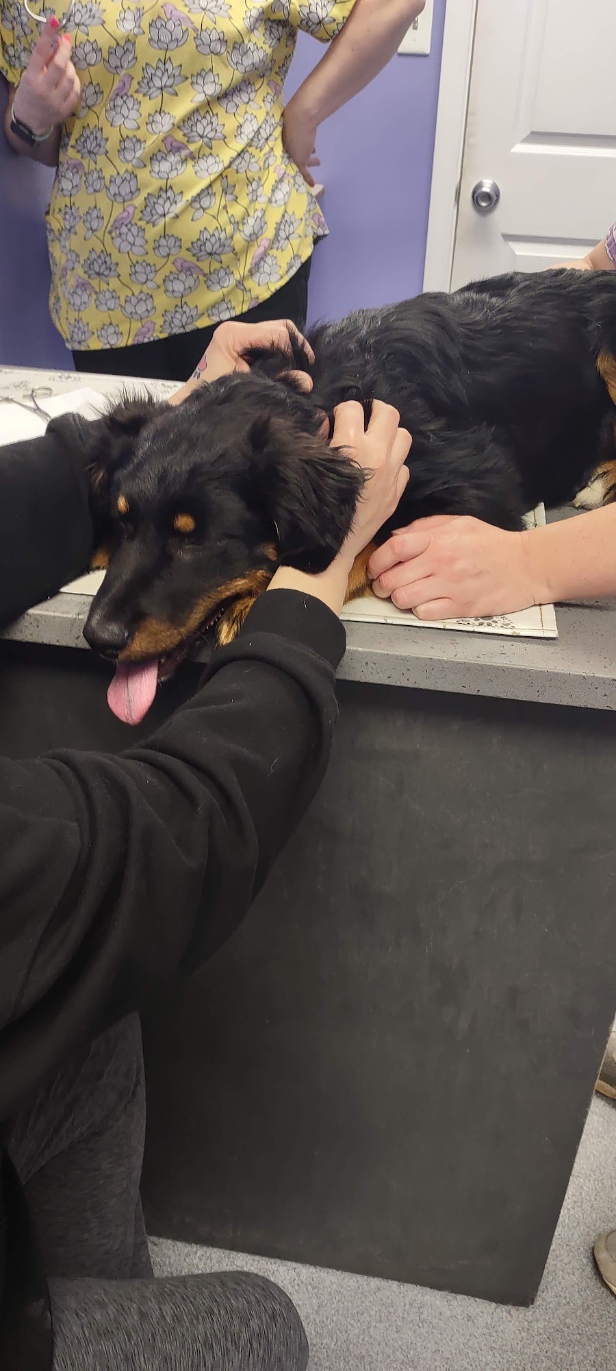 Gaffney Animal Hospital Gaffney