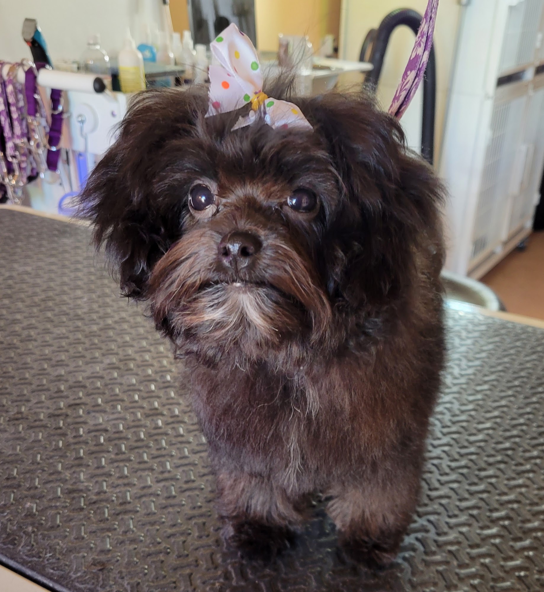 The Gaffney Groomer LLC Gaffney