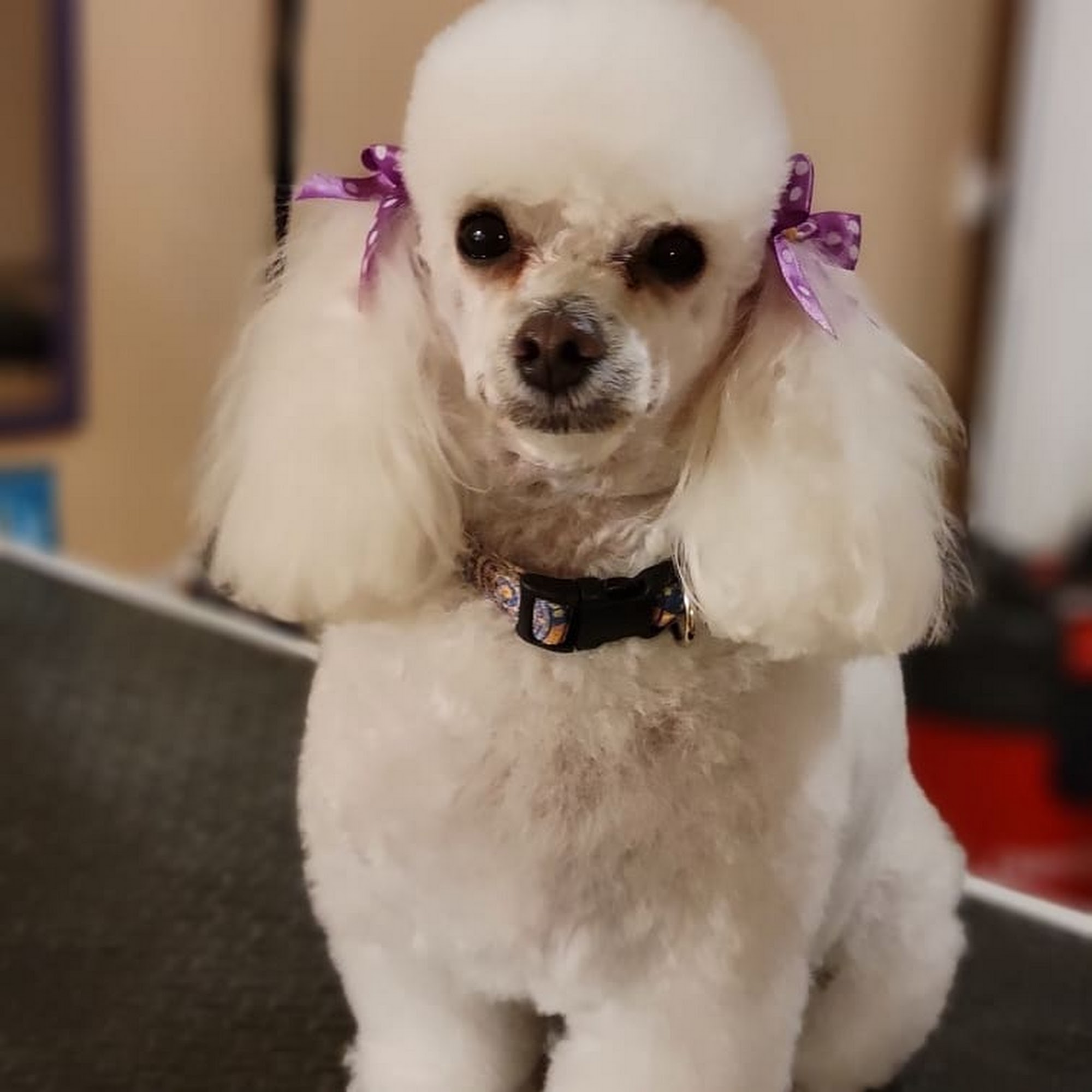 The Gaffney Groomer LLC Gaffney