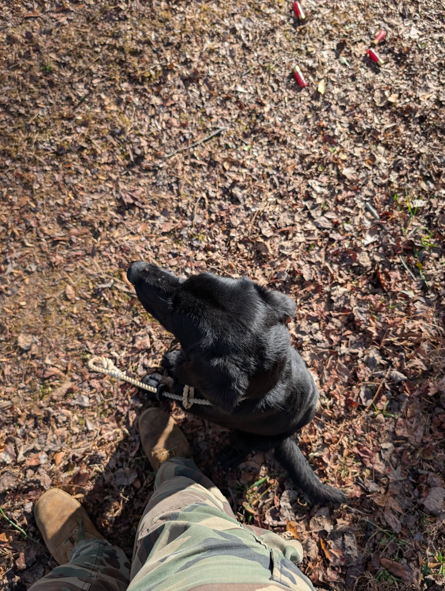 Comfort And Joy Gaffney