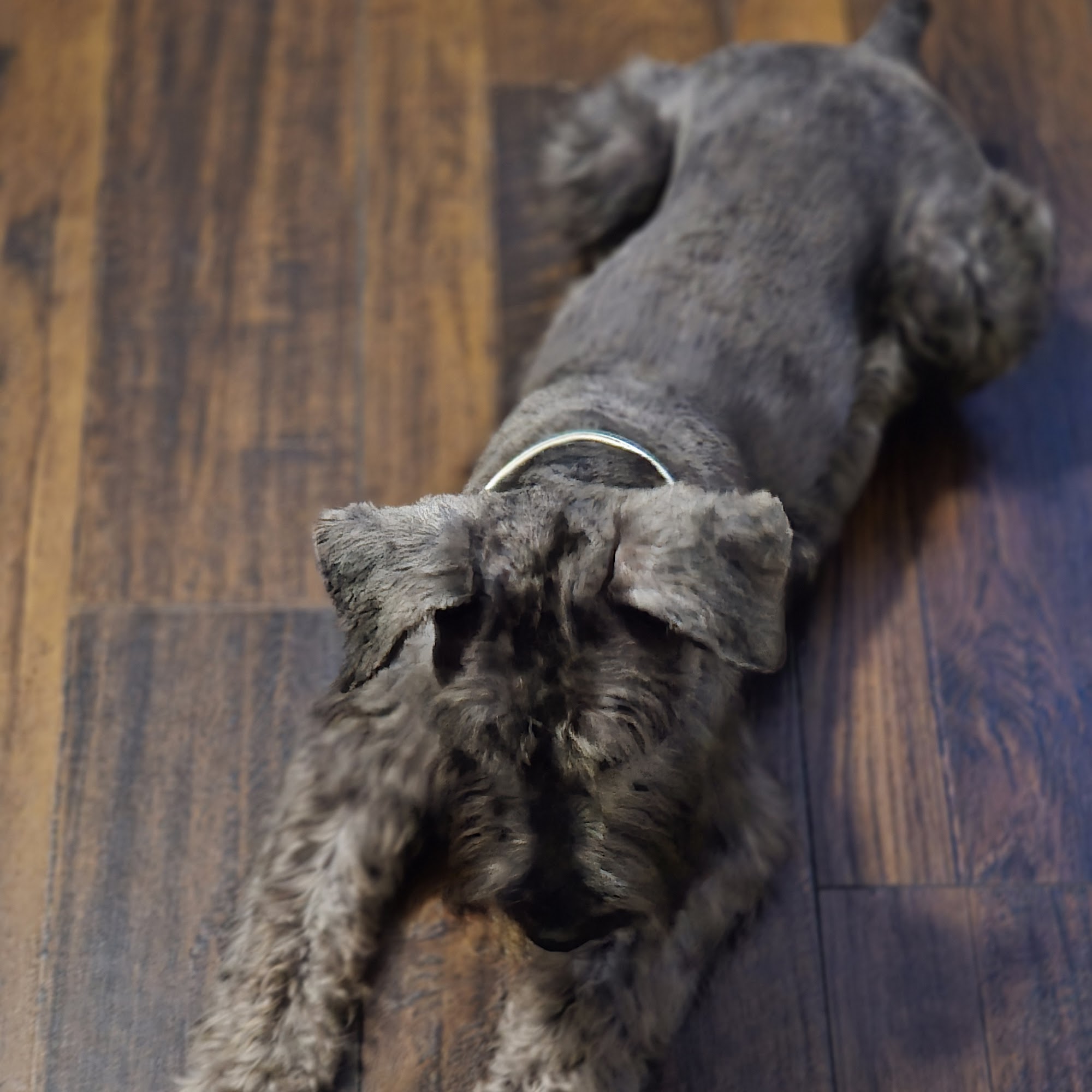 Key Pet Grooming & Boarding Georgetown