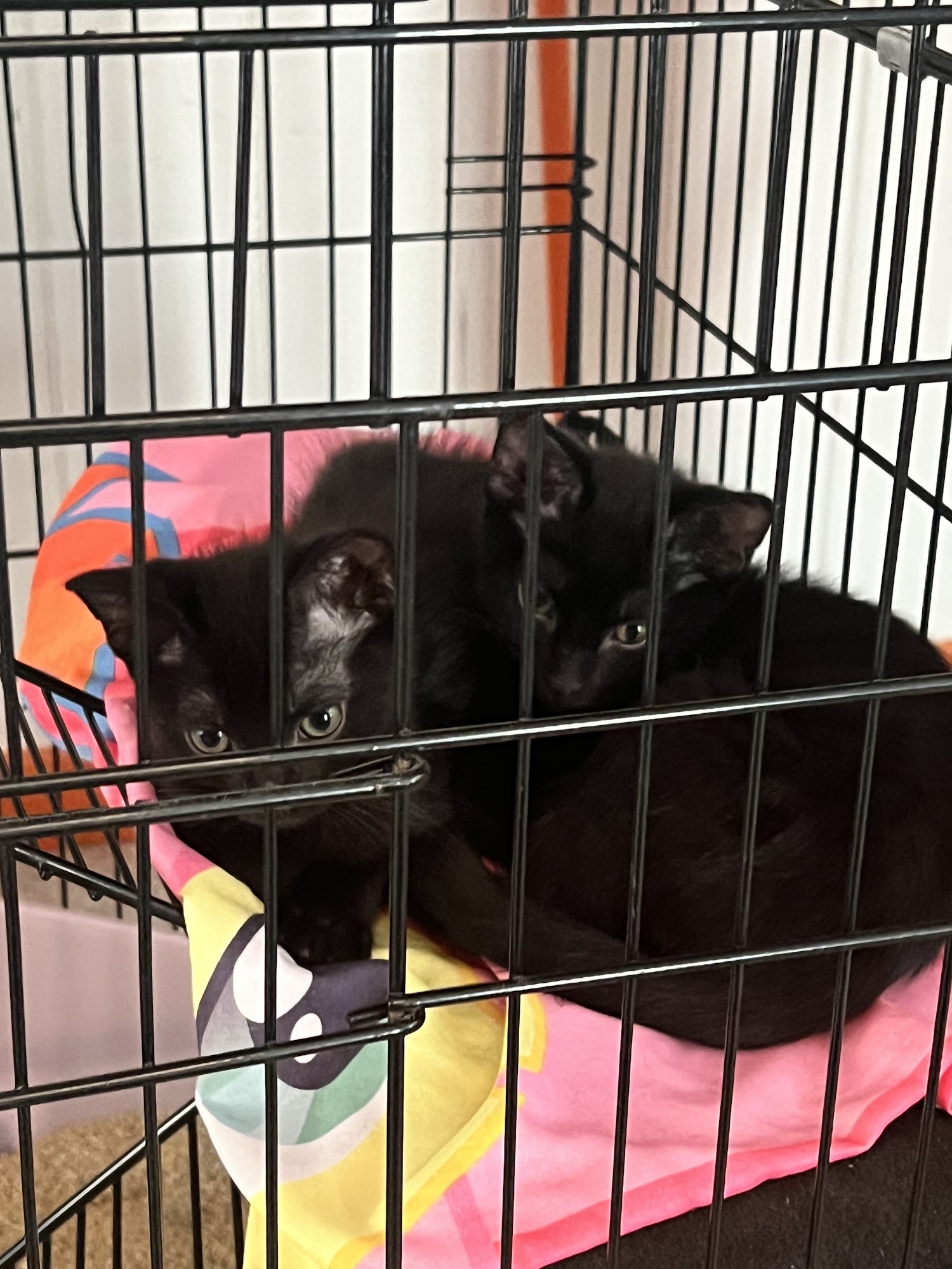 Purr & Pour Cat Cafe Georgetown