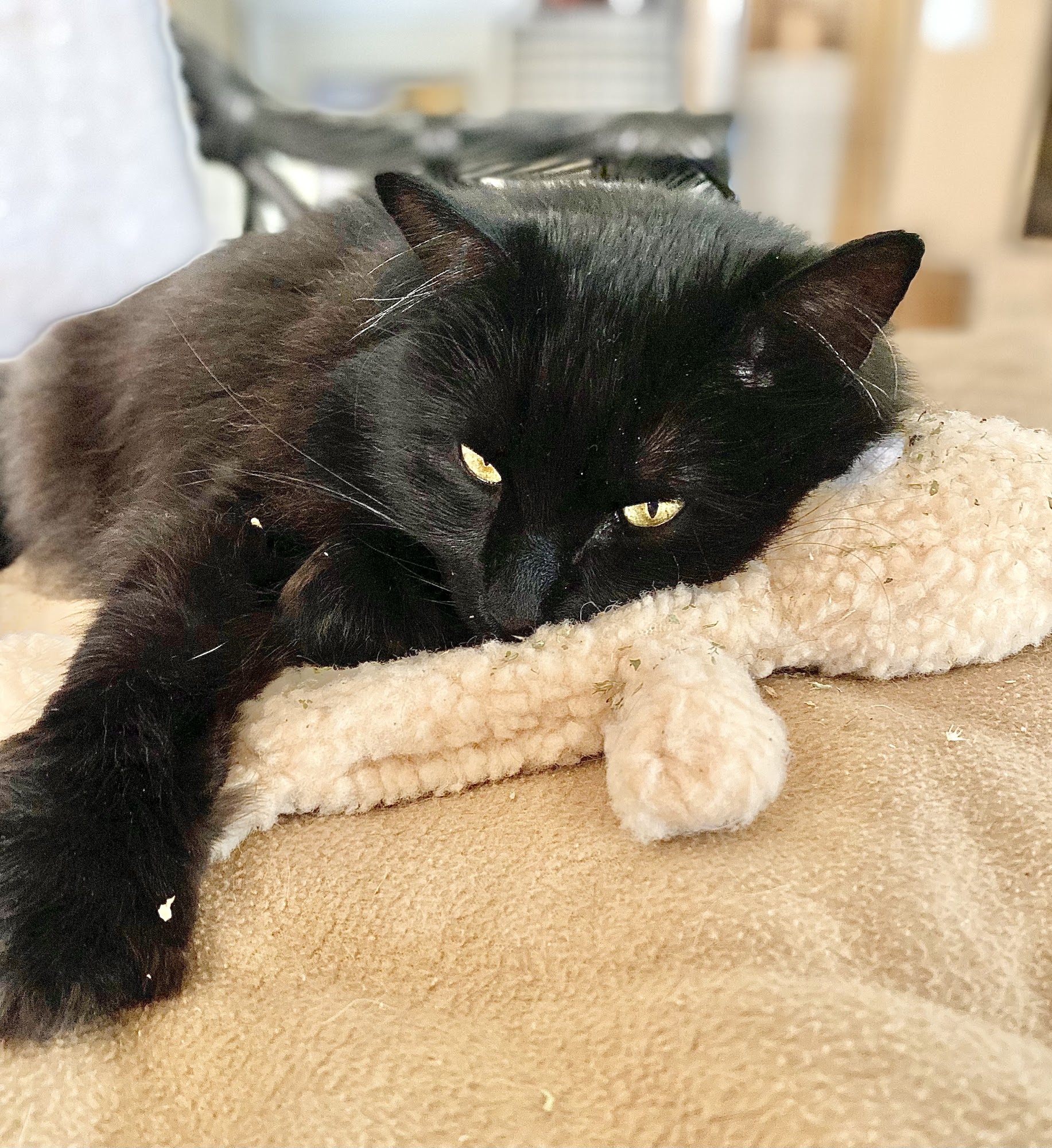 St Frances Animal Center Georgetown