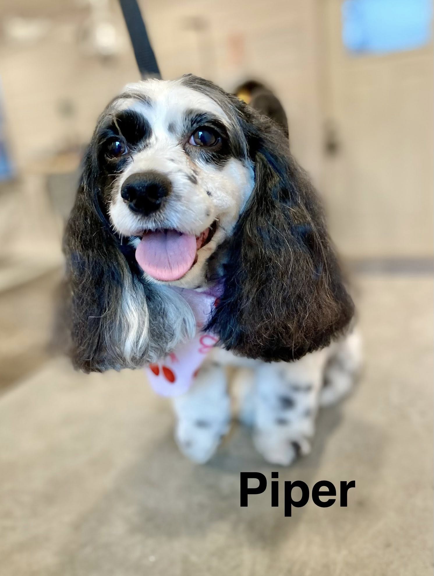 Kristi's Fancy K-9's Gilbert