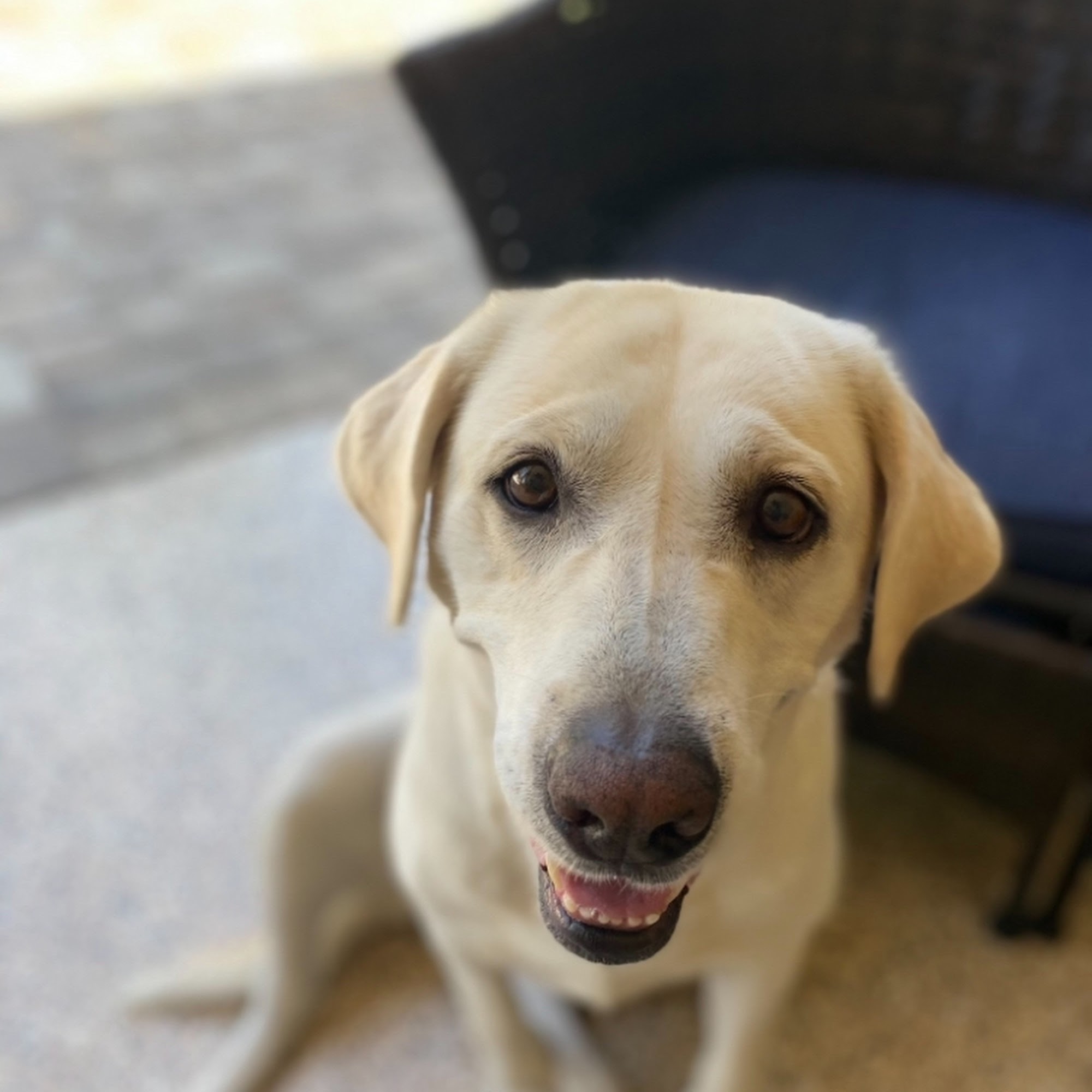 Shady Grove Kennels Gilbert