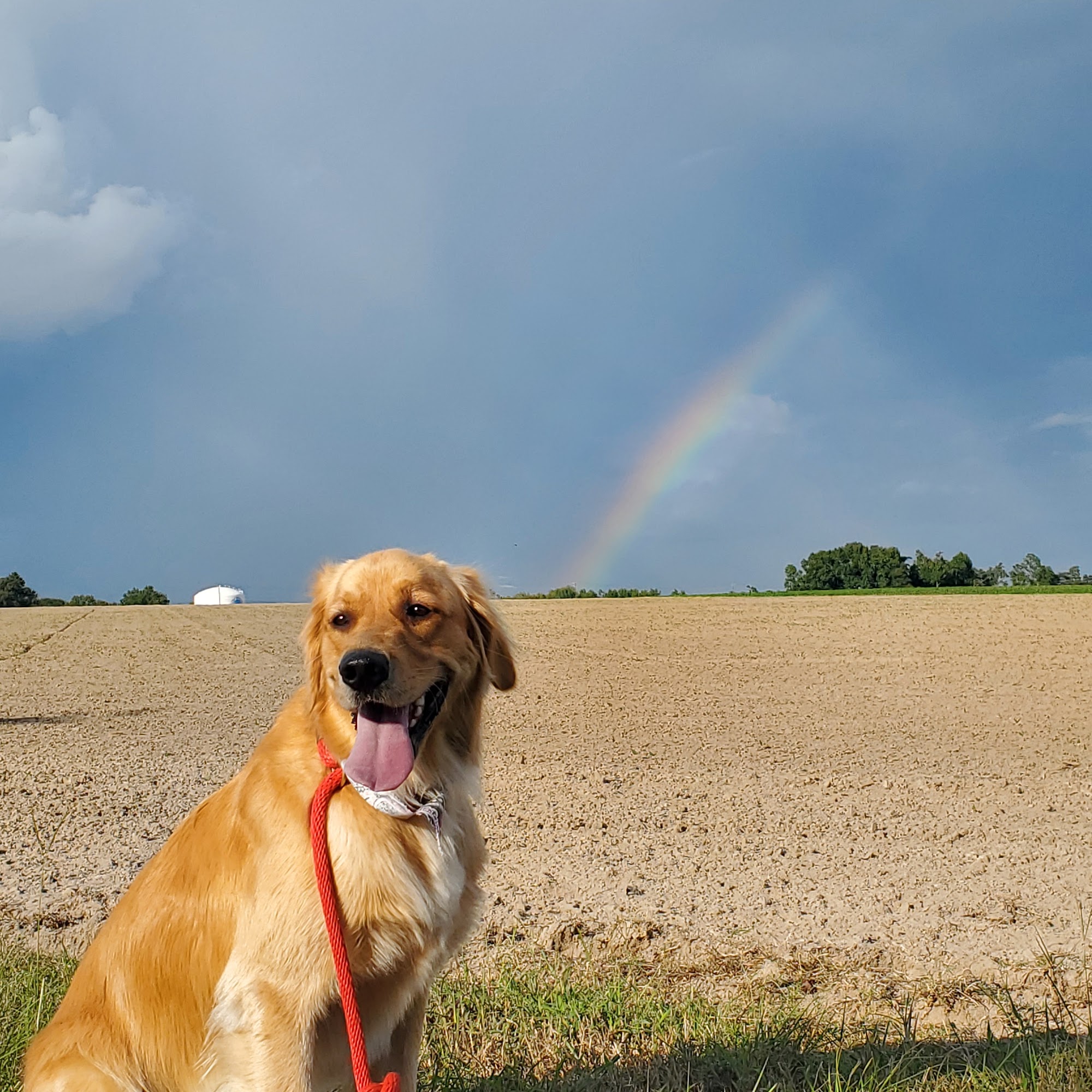 Whiskers and Paws Pet Resort Gilbert